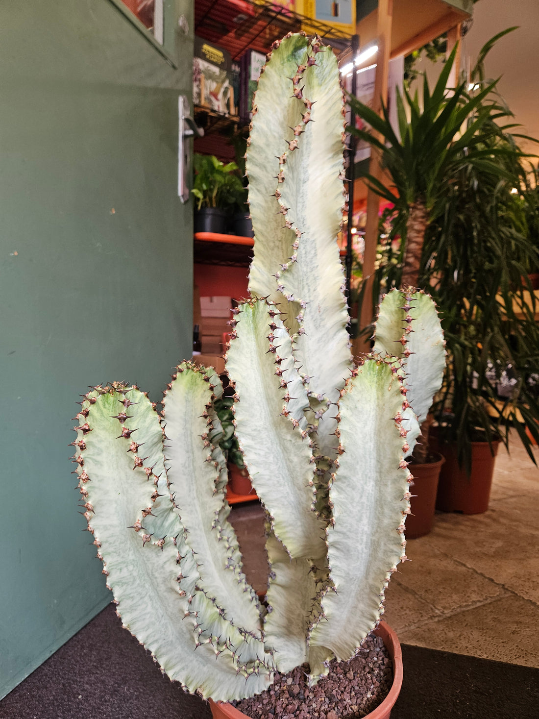 Euphorbia ingens marmorata (Marbled Candelabra Tree)
