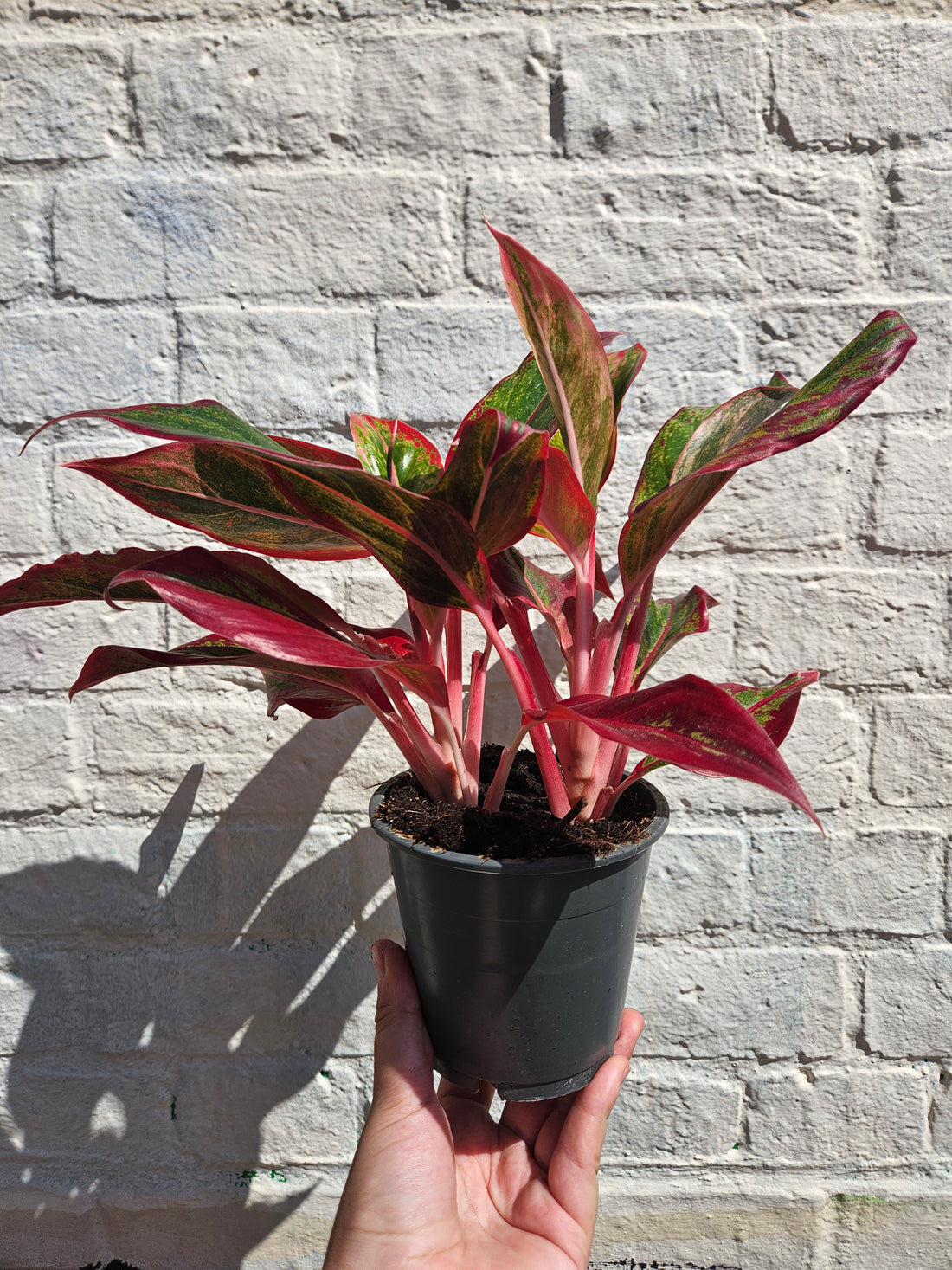 Aglaonema &