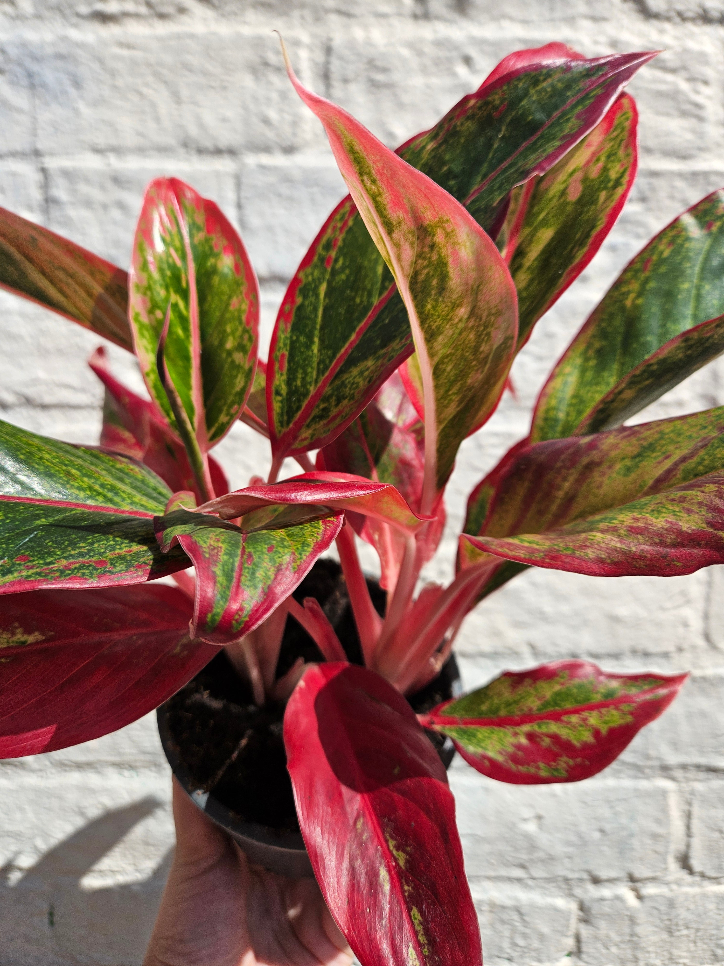 Aglaonema &