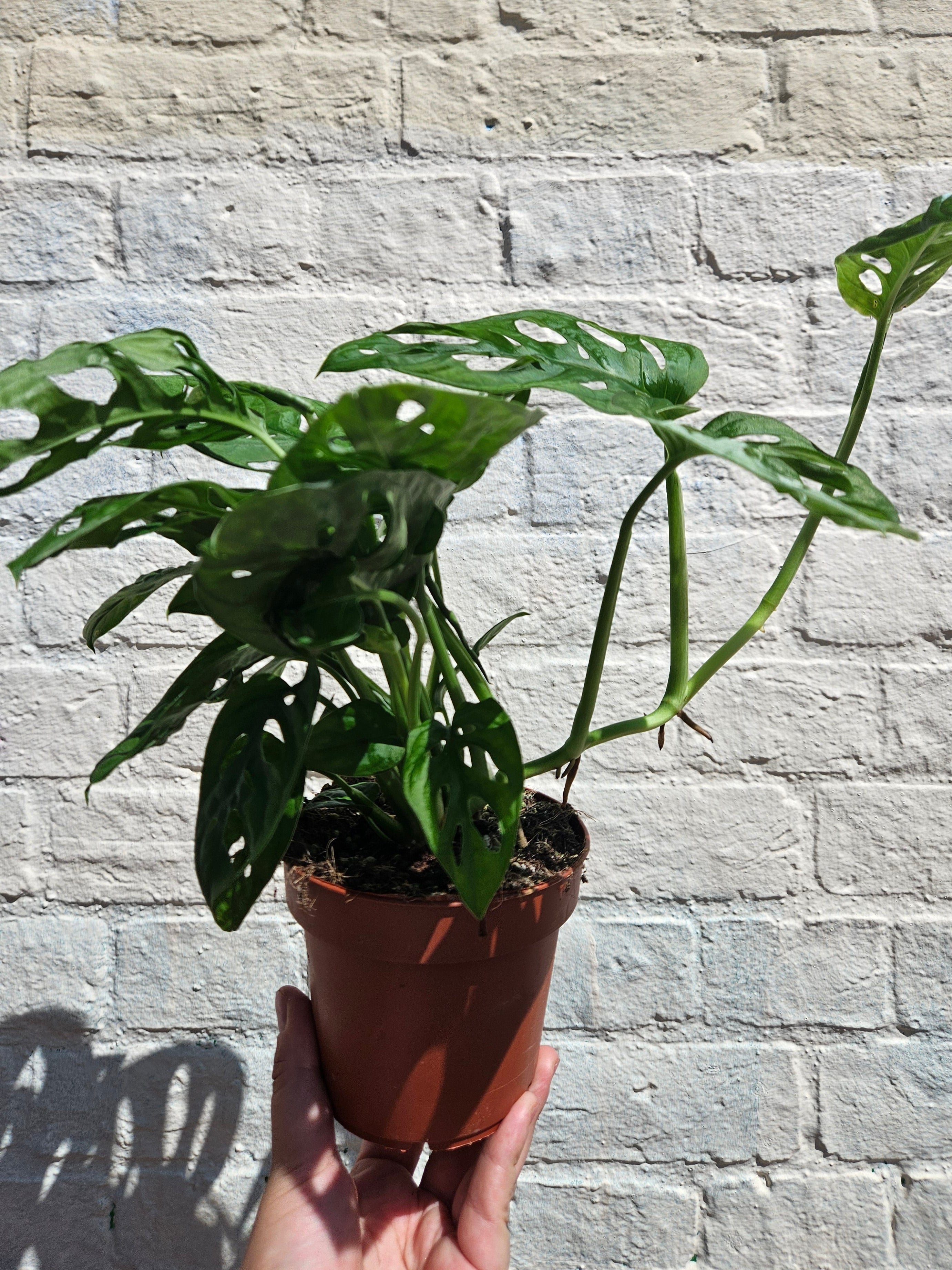 Monstera adansonii &