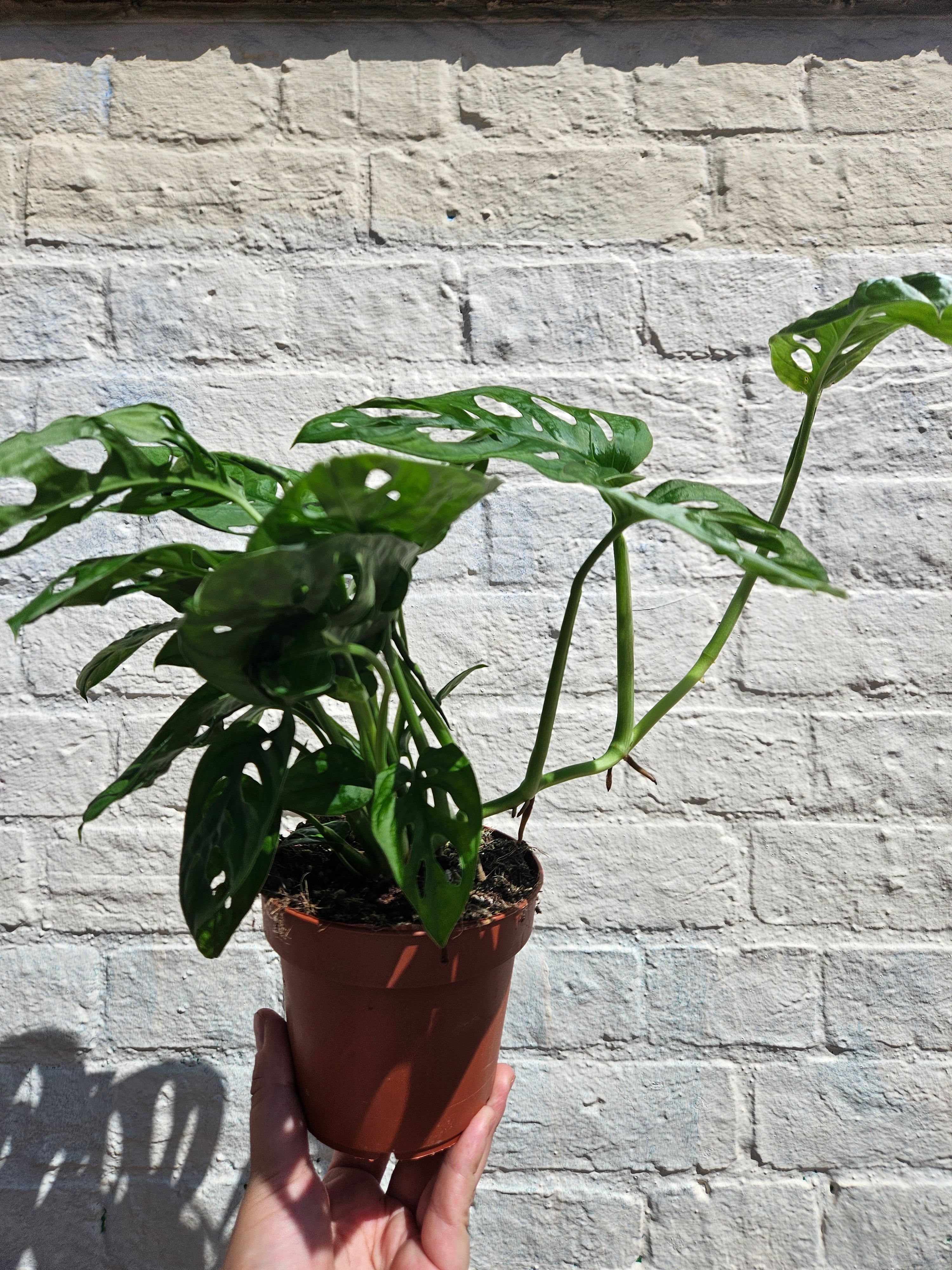 Monstera adansonii &
