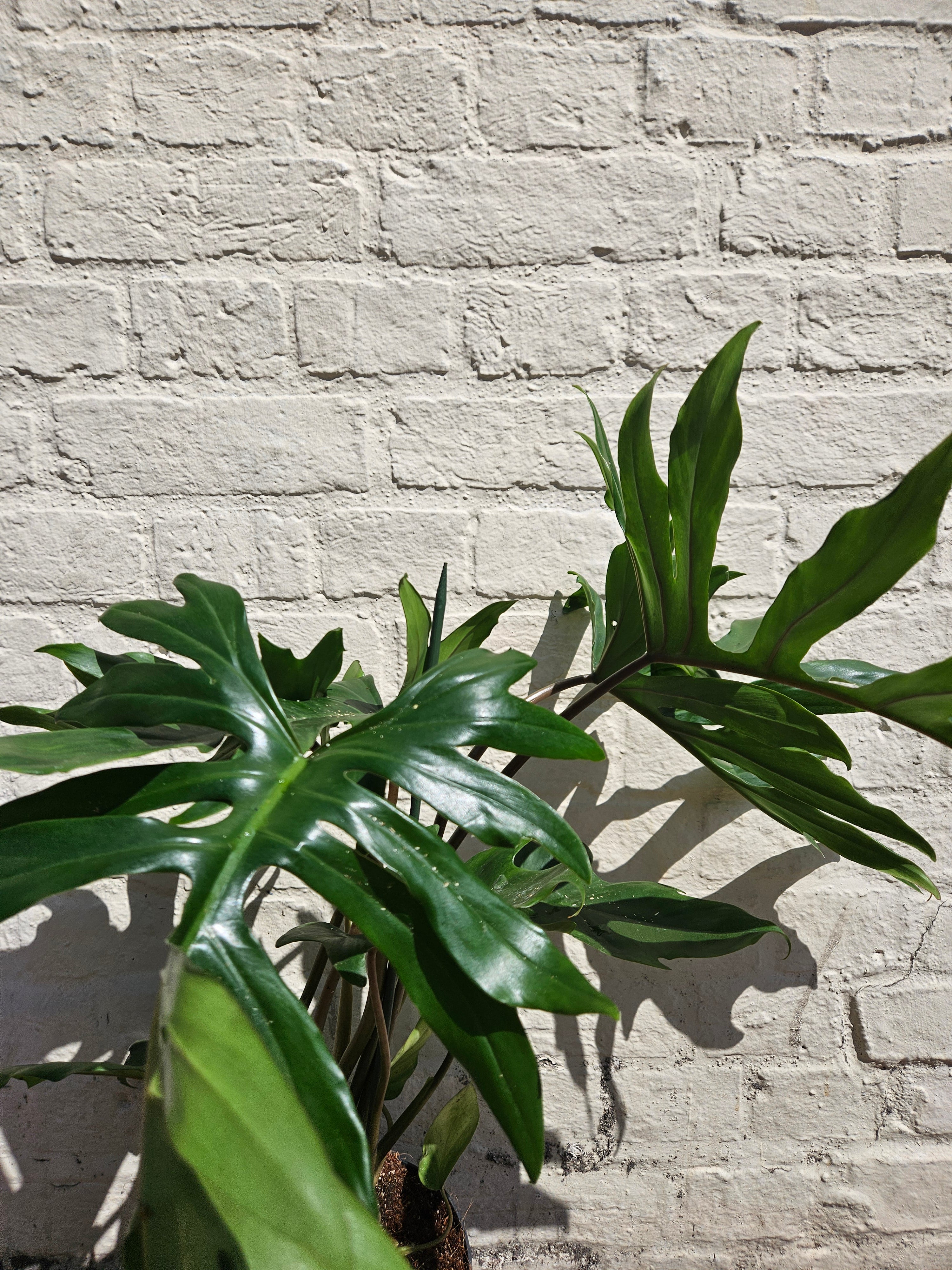 Philodendron mayoi (Tahiti philodendron)