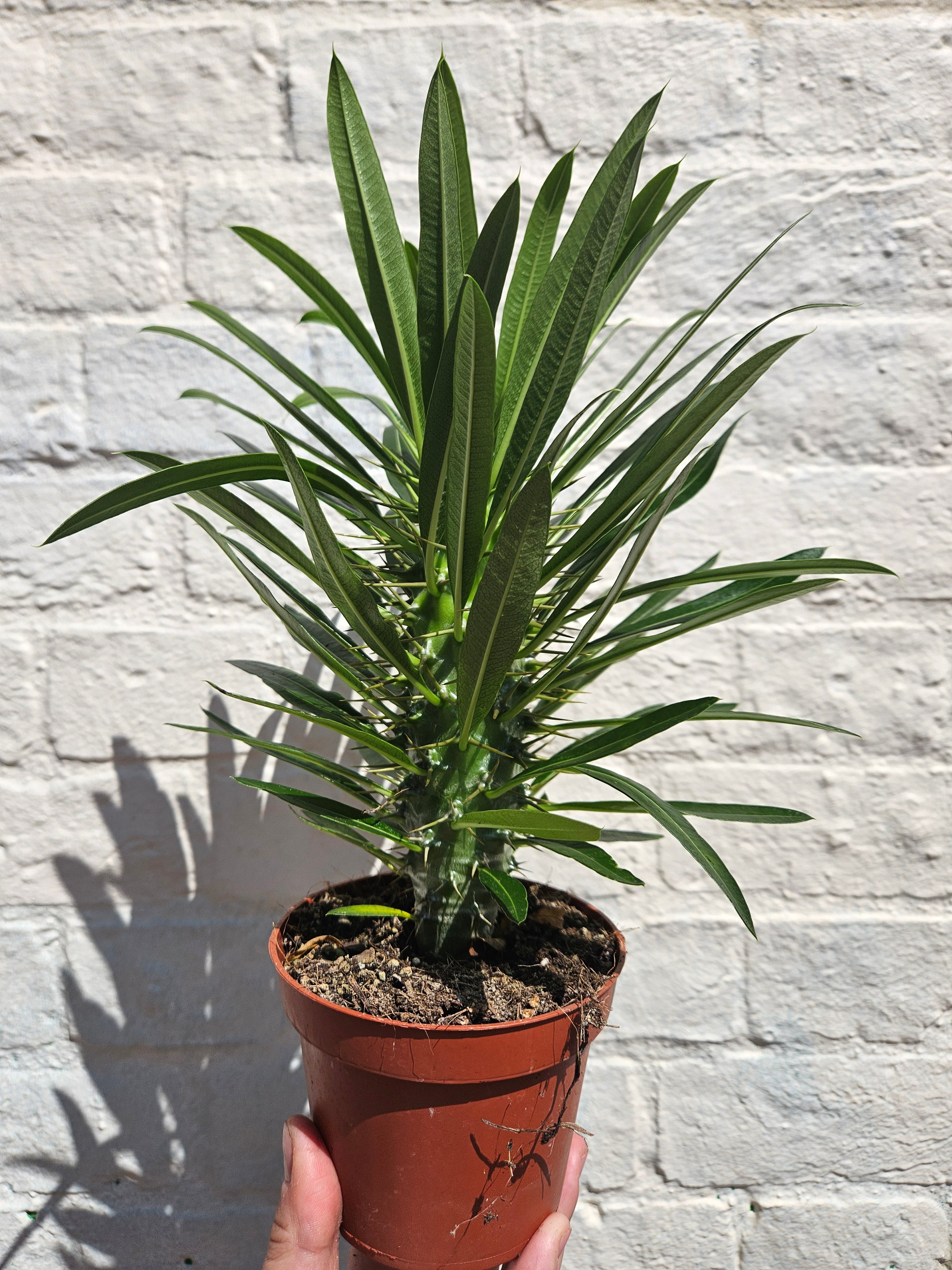 Pachypodium lamerei (Madagascar palm/ Succulent tree)