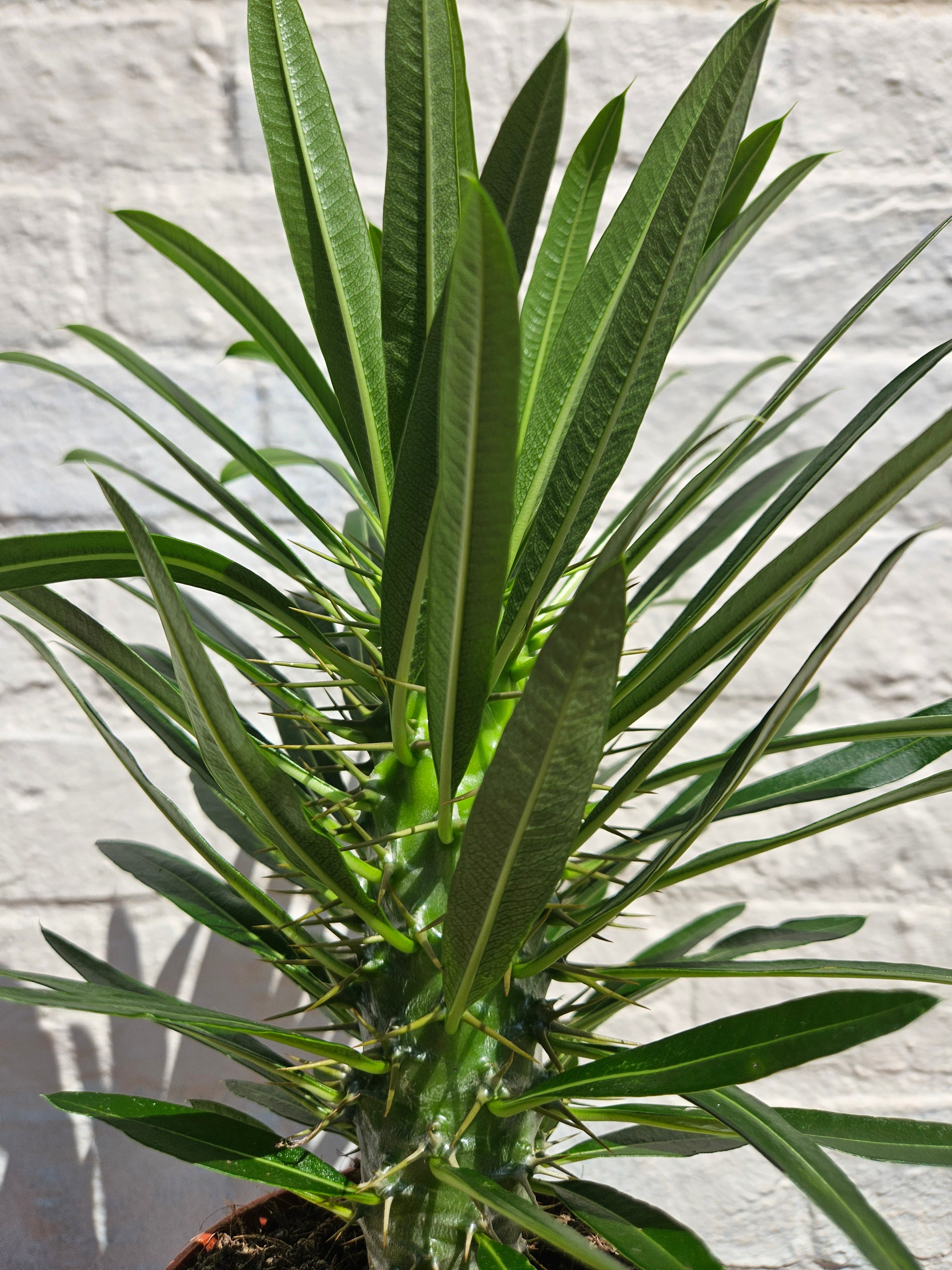 Pachypodium lamerei (Madagascar palm/ Succulent tree)