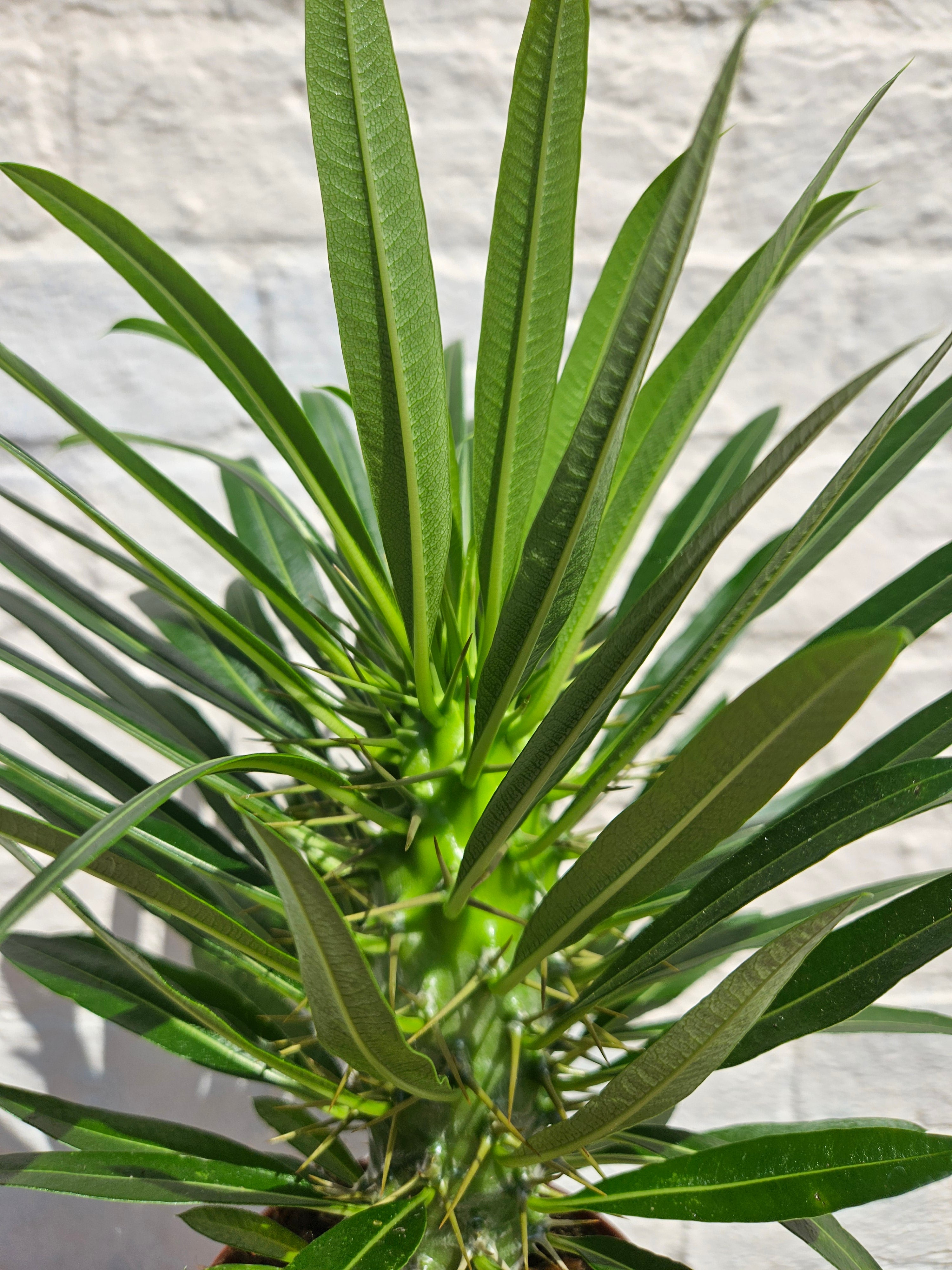 Pachypodium lamerei (Madagascar palm/ Succulent tree)