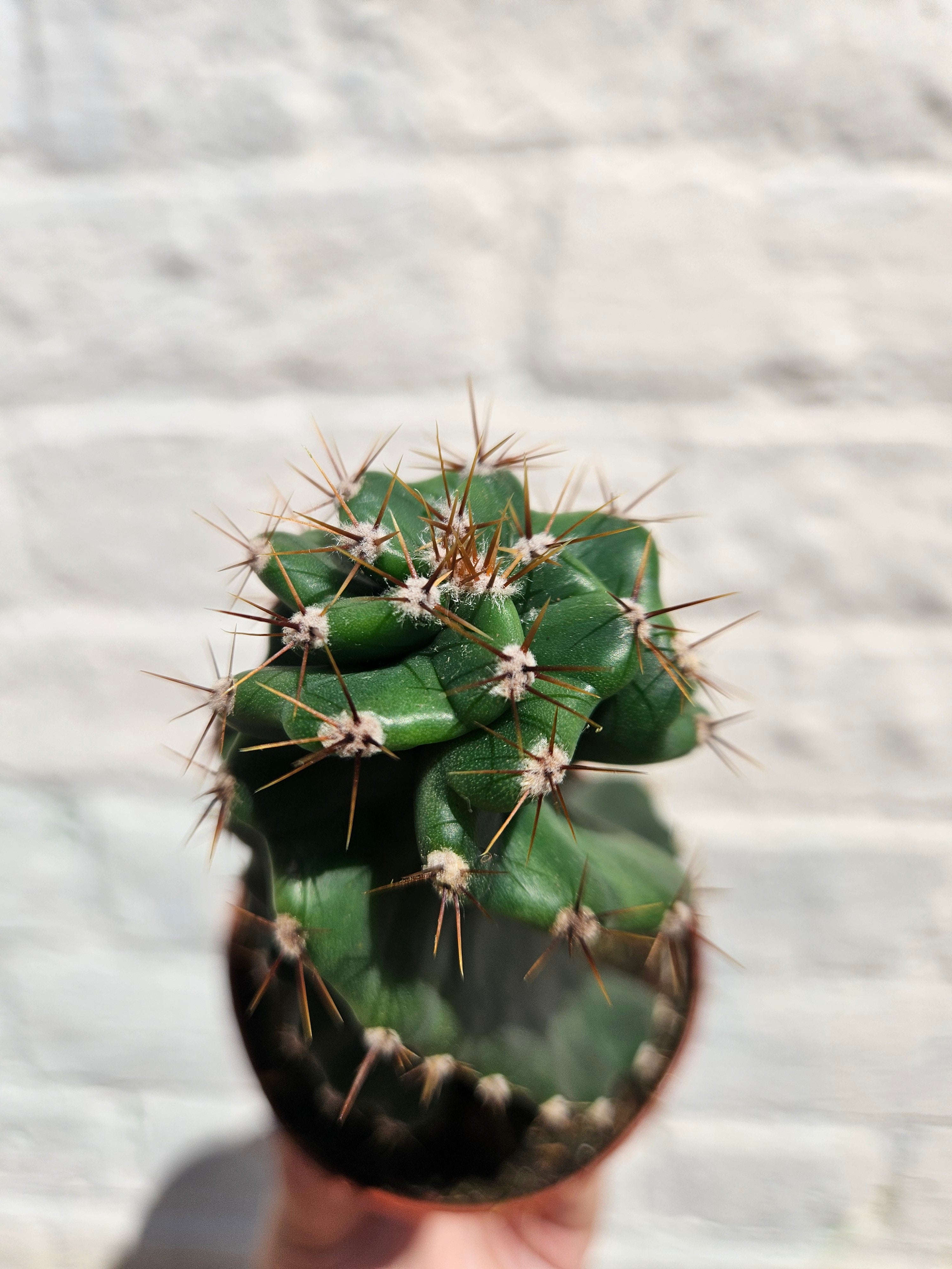 Cereus peruvianus tortuosus (Spiral cactus/Screw cactus)