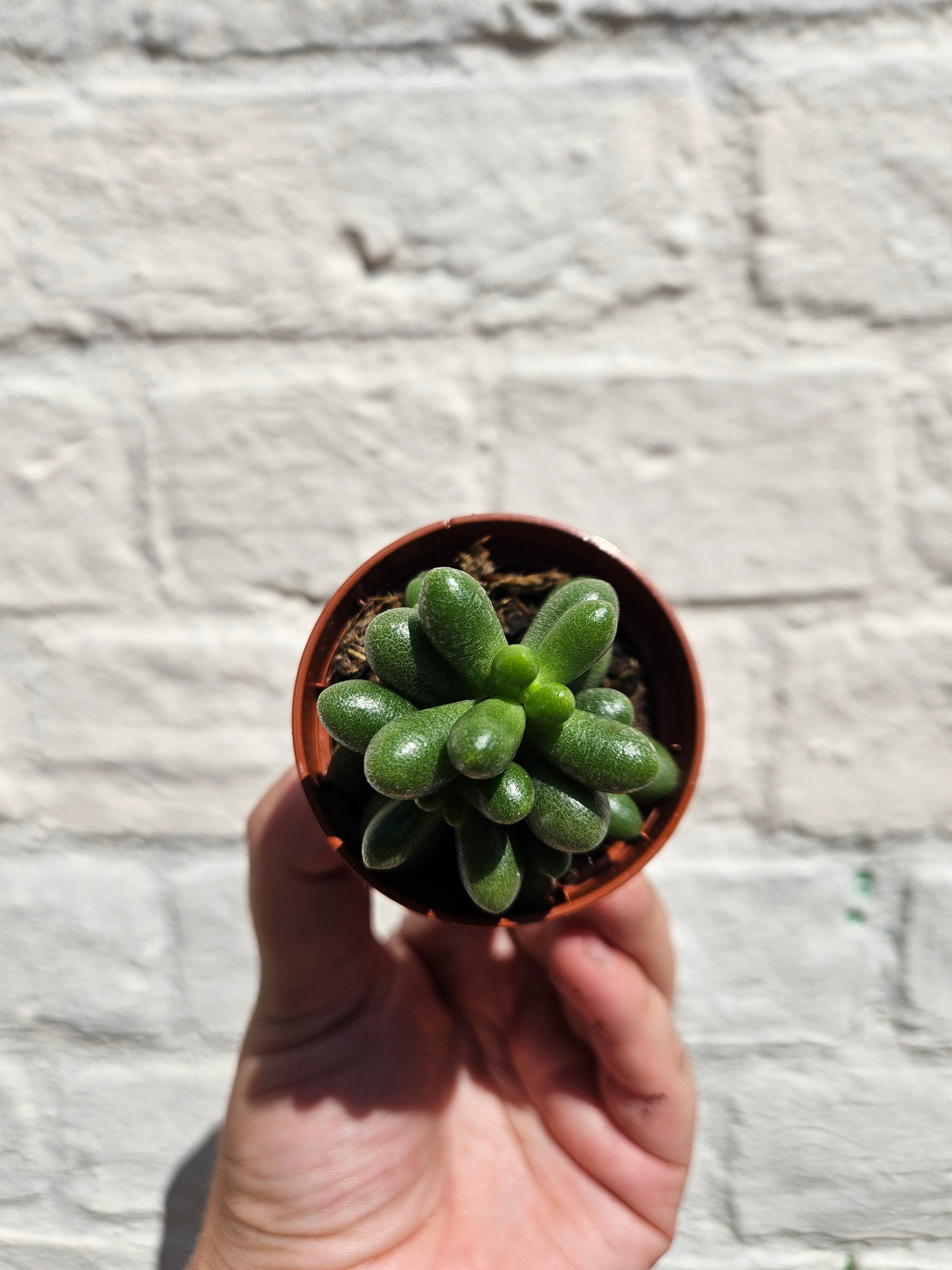 Sedum (Various Varieties)