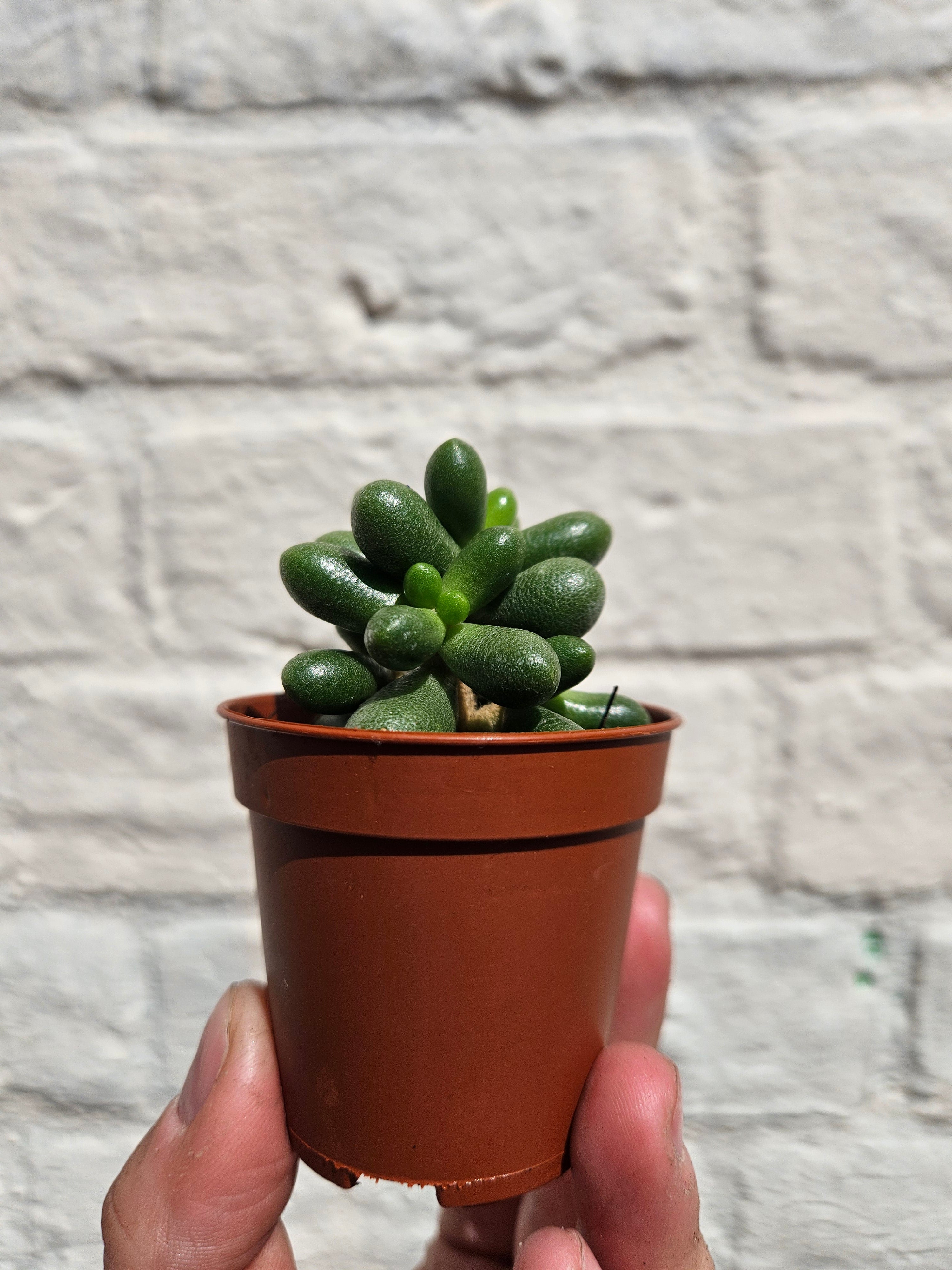 Sedum (Various Varieties)