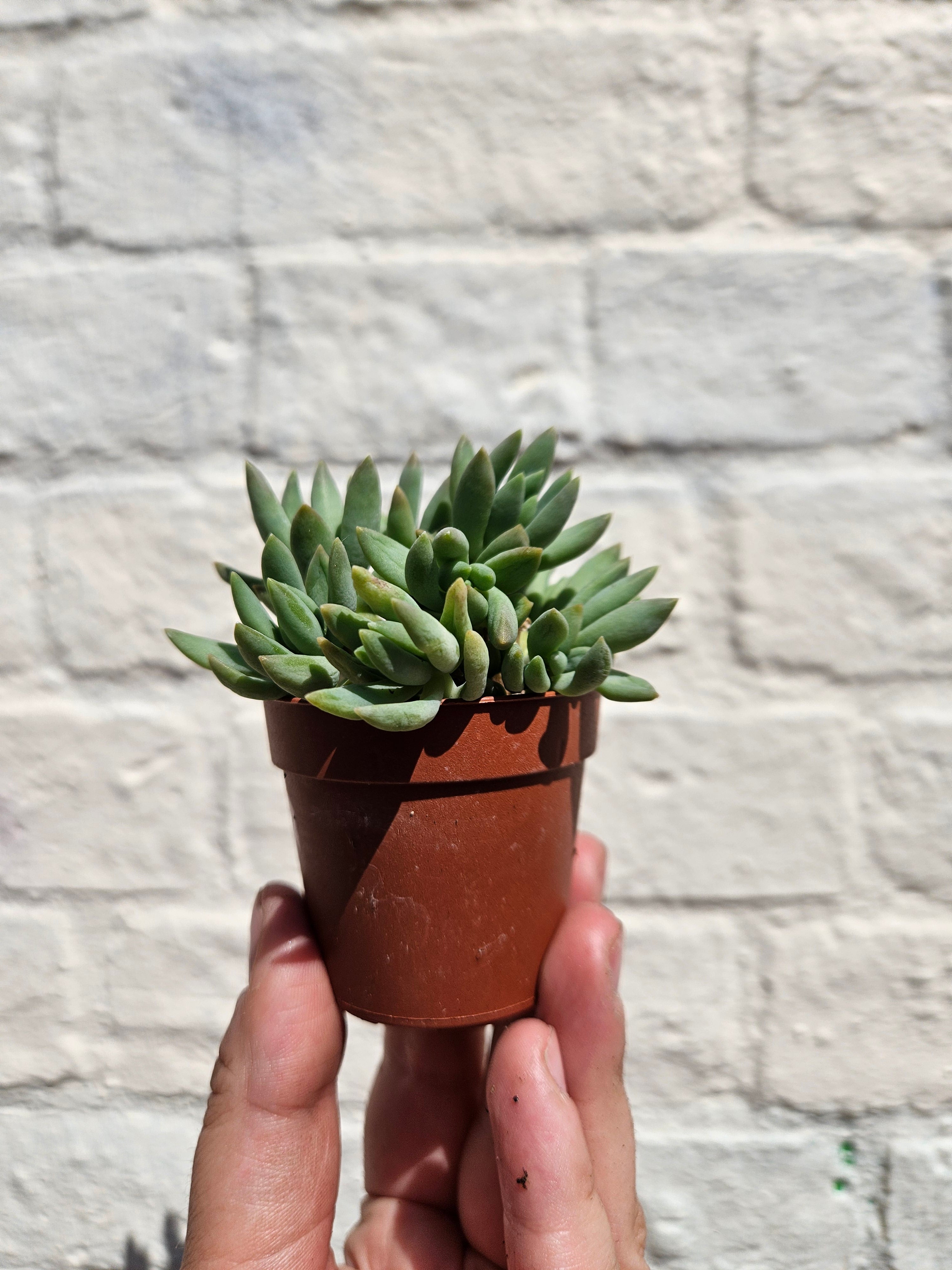 Sedum (Various Varieties)