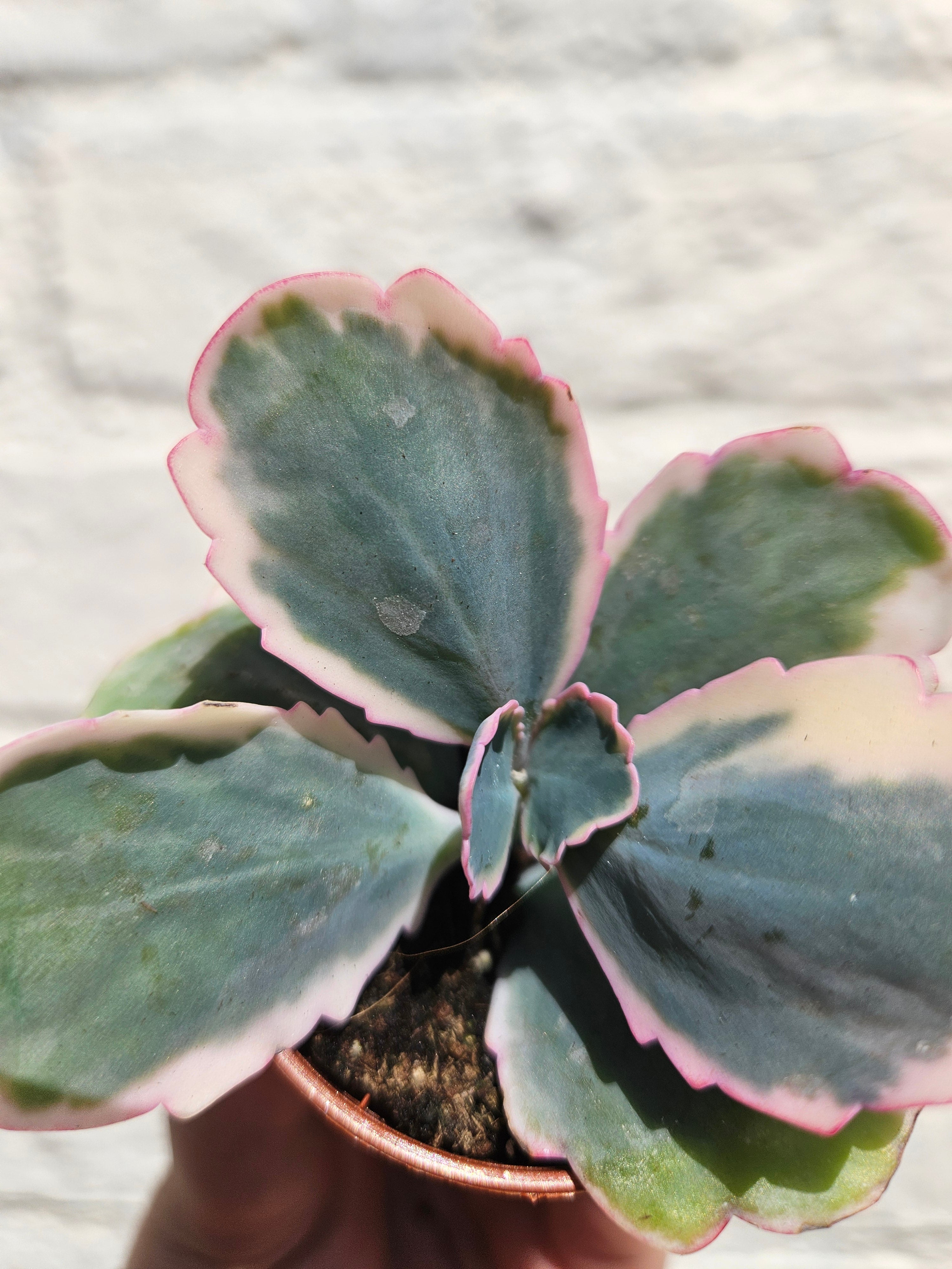 Kalanchoe fedtschenkoi variegata (Rainbow kalanchoe)