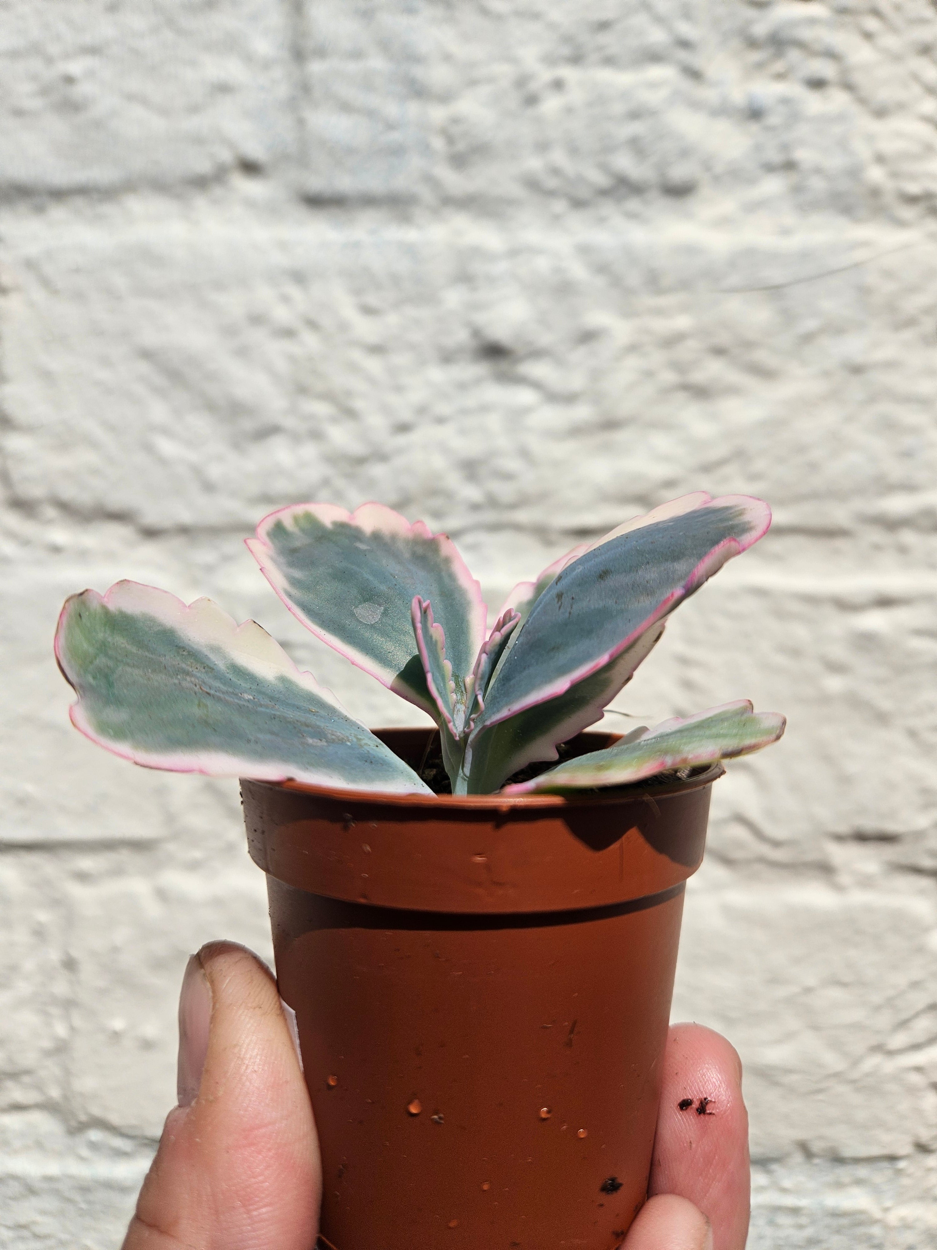 Kalanchoe fedtschenkoi variegata (Rainbow kalanchoe)