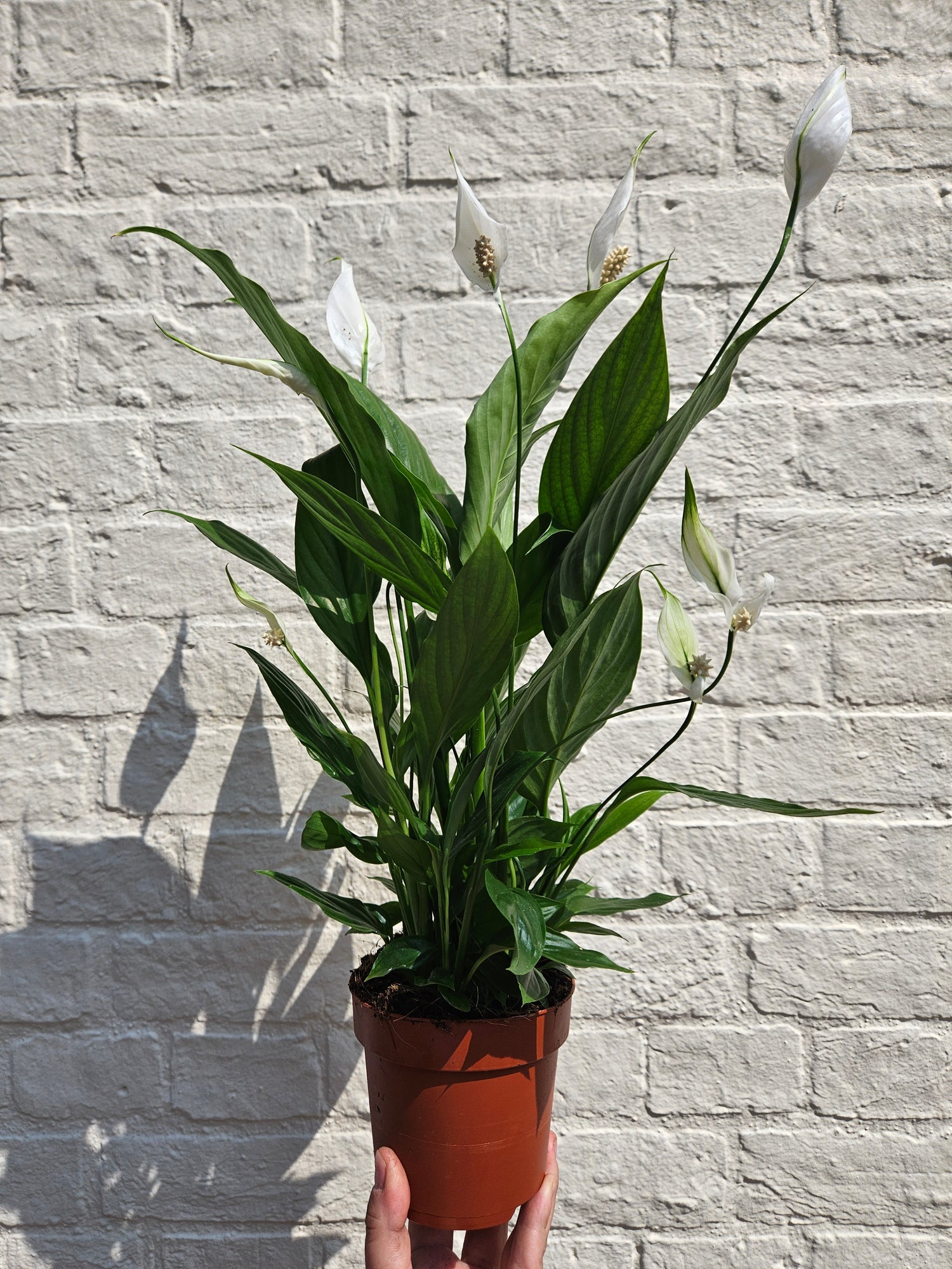 Spathiphyllum &