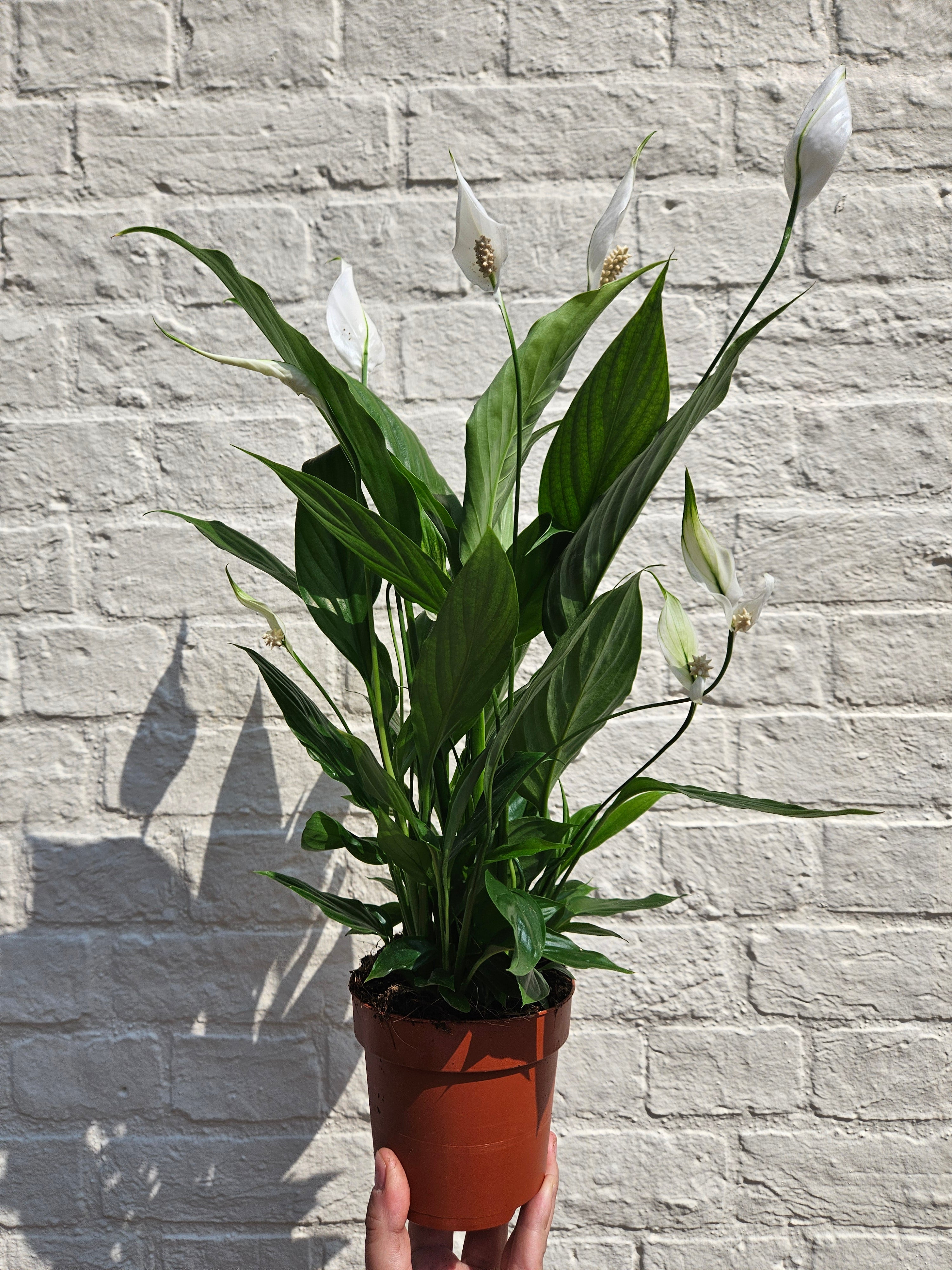 Spathiphyllum &