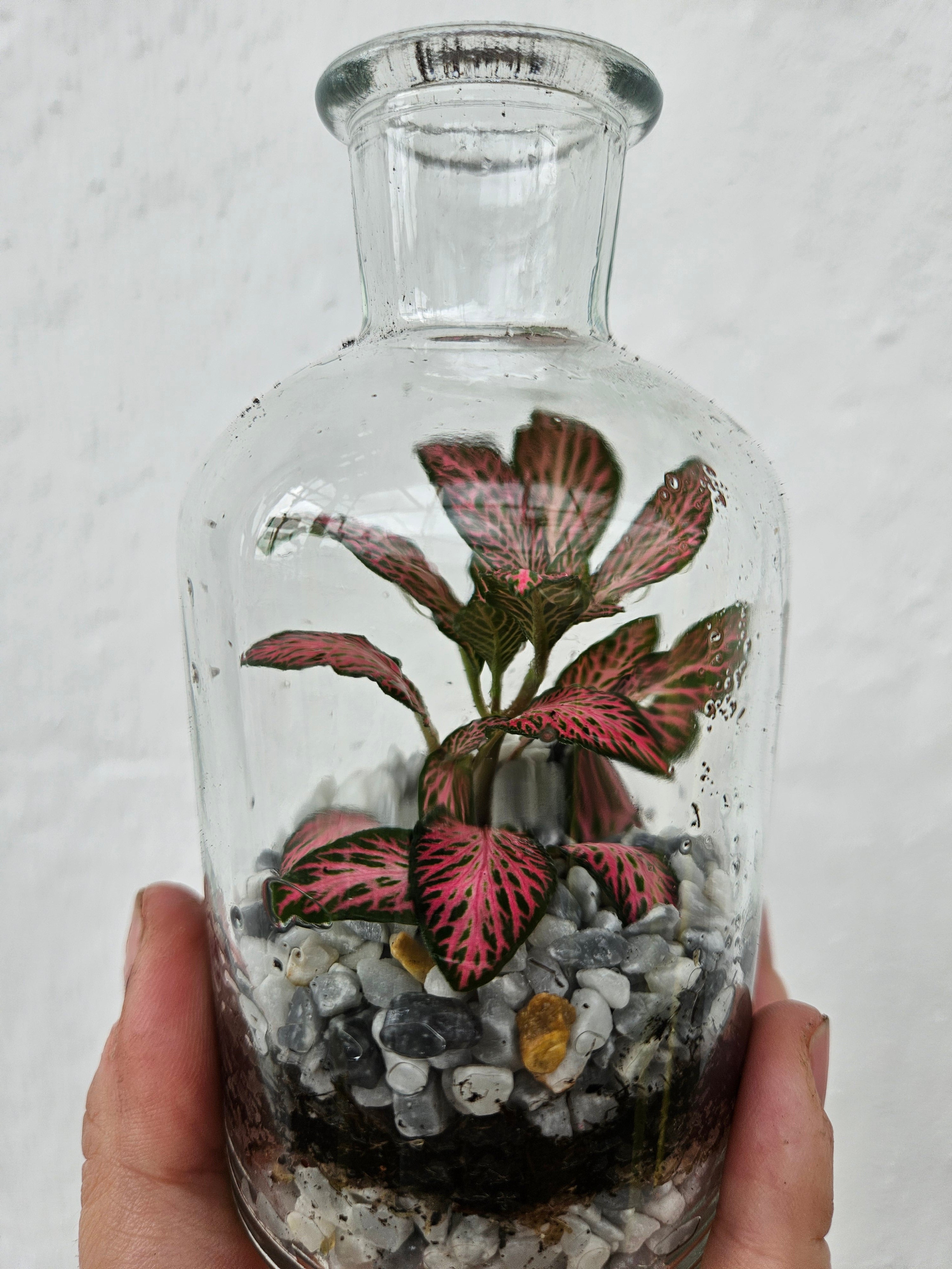 Small Glass Closed Terrarium