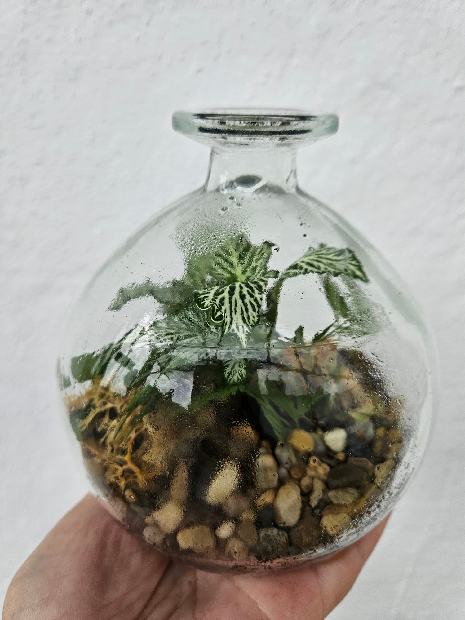 Short round globe Closed Terrarium