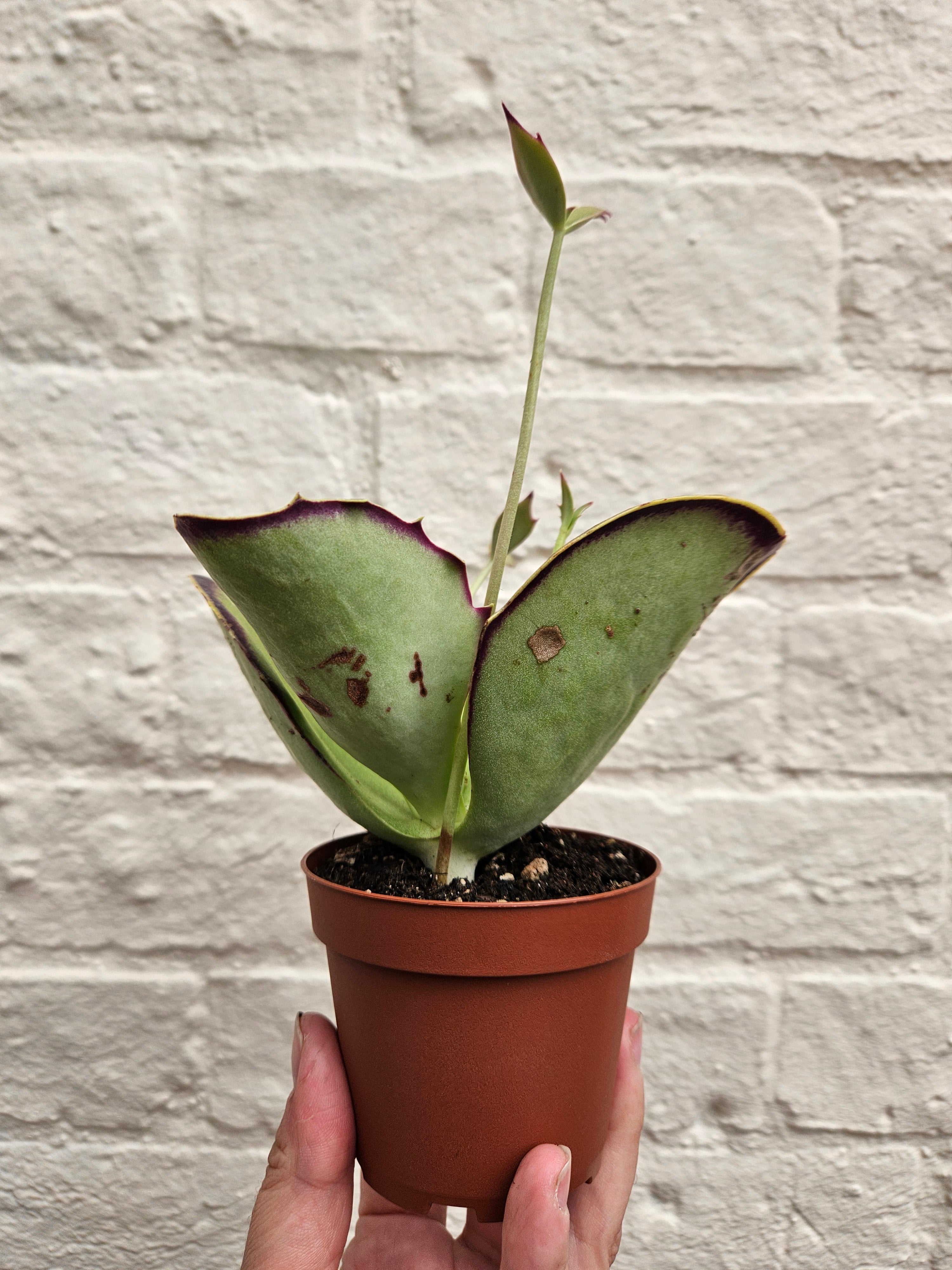 Kalanchoe synsepala &