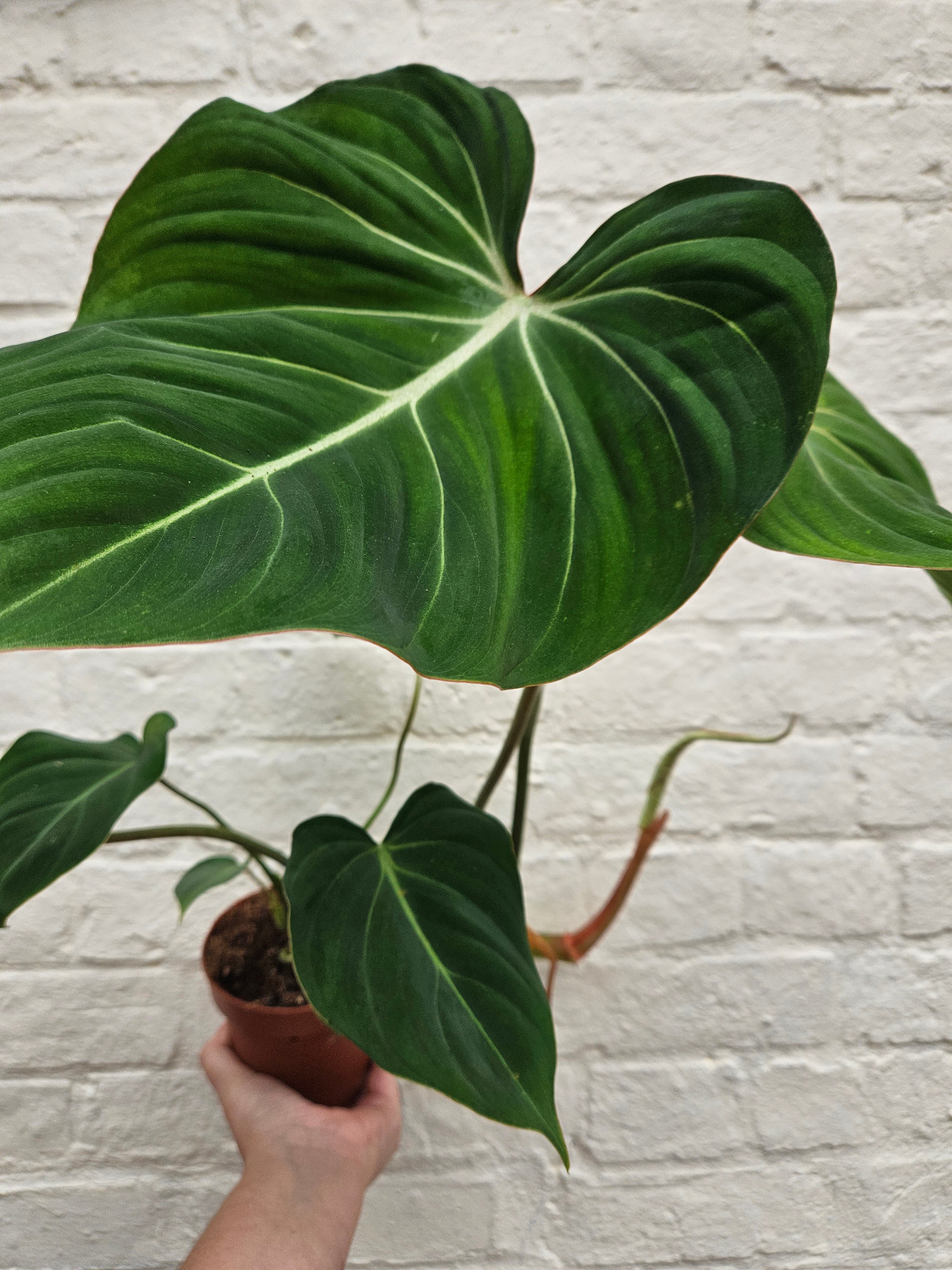 philodendron creeper Philodendron gloriosum (Velvet philodendron/ Creeper plant)