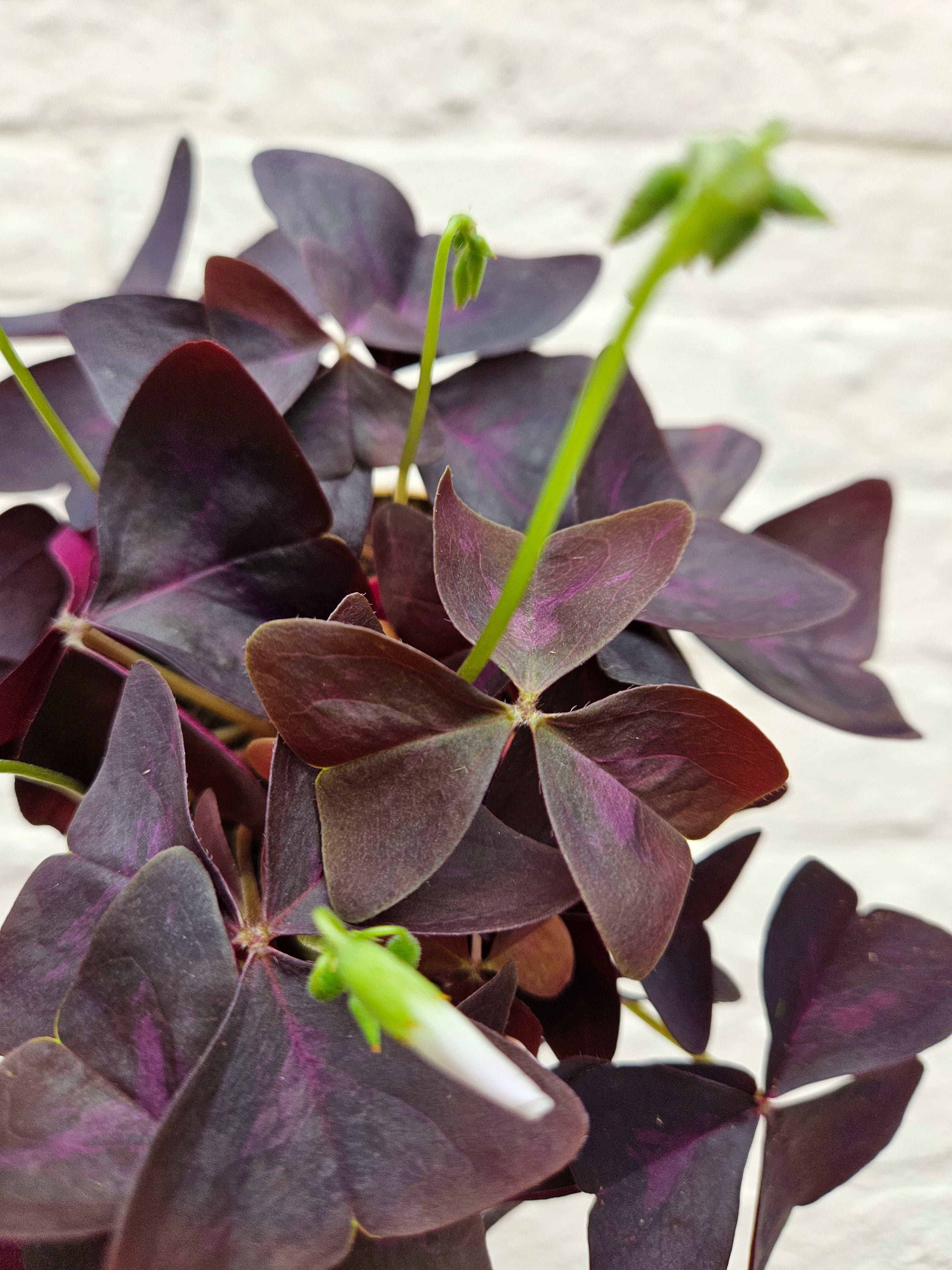 Oxalis triangularis (False Shamrock / purple plant)