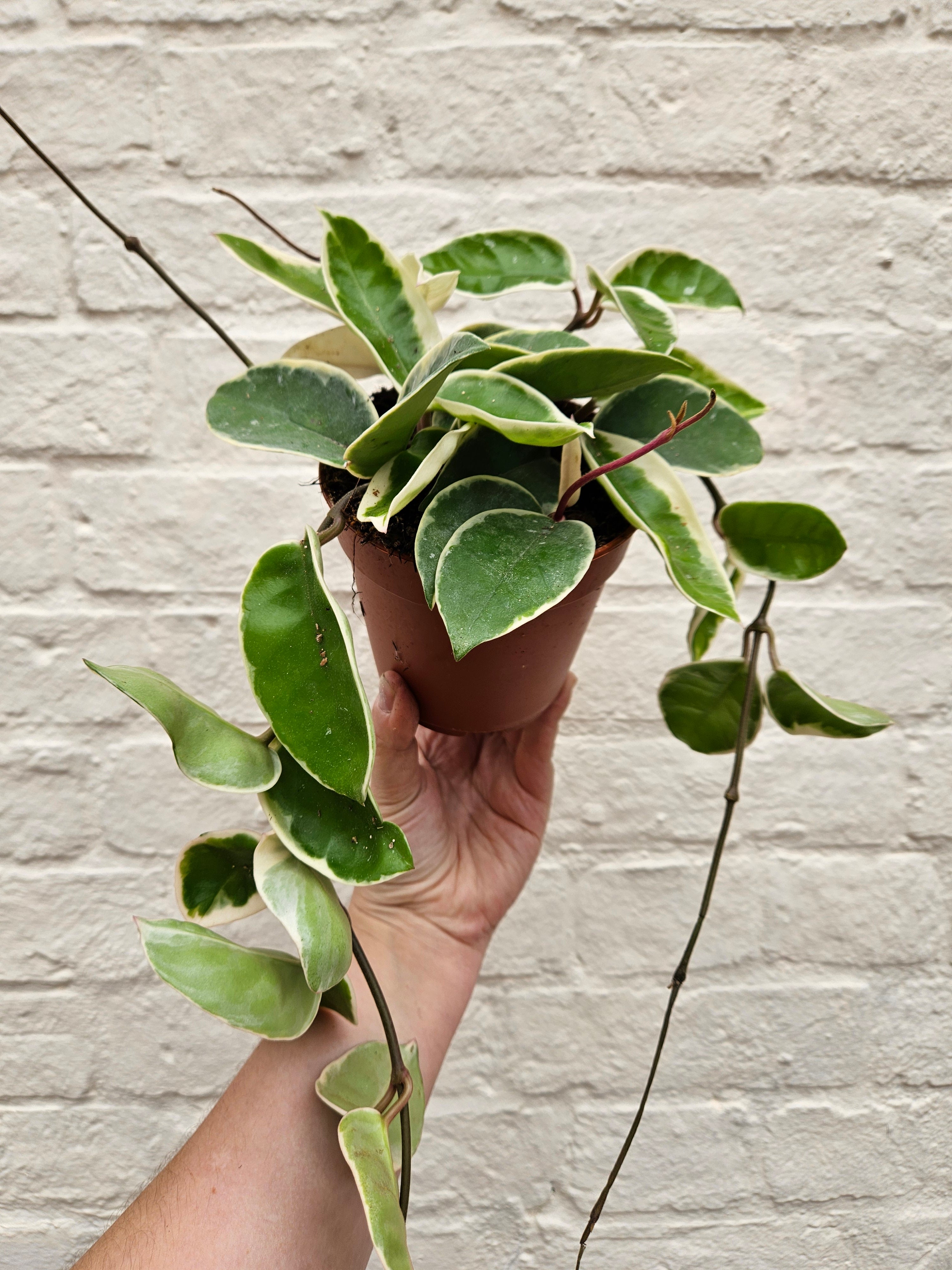 Hoya carnosa &