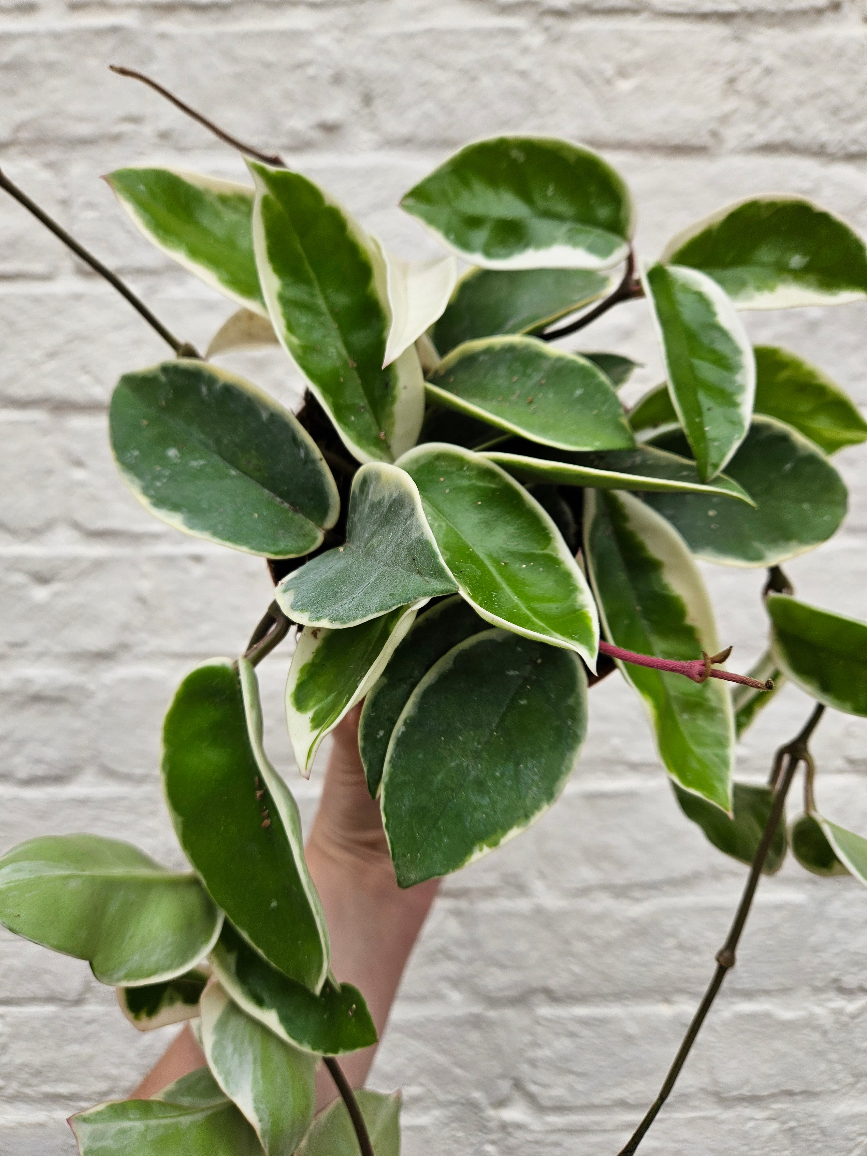Hoya carnosa &