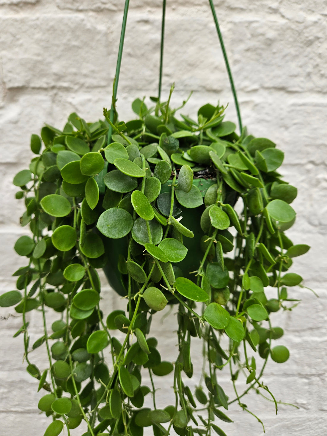 Dischidia nummularia (String of Nickels)