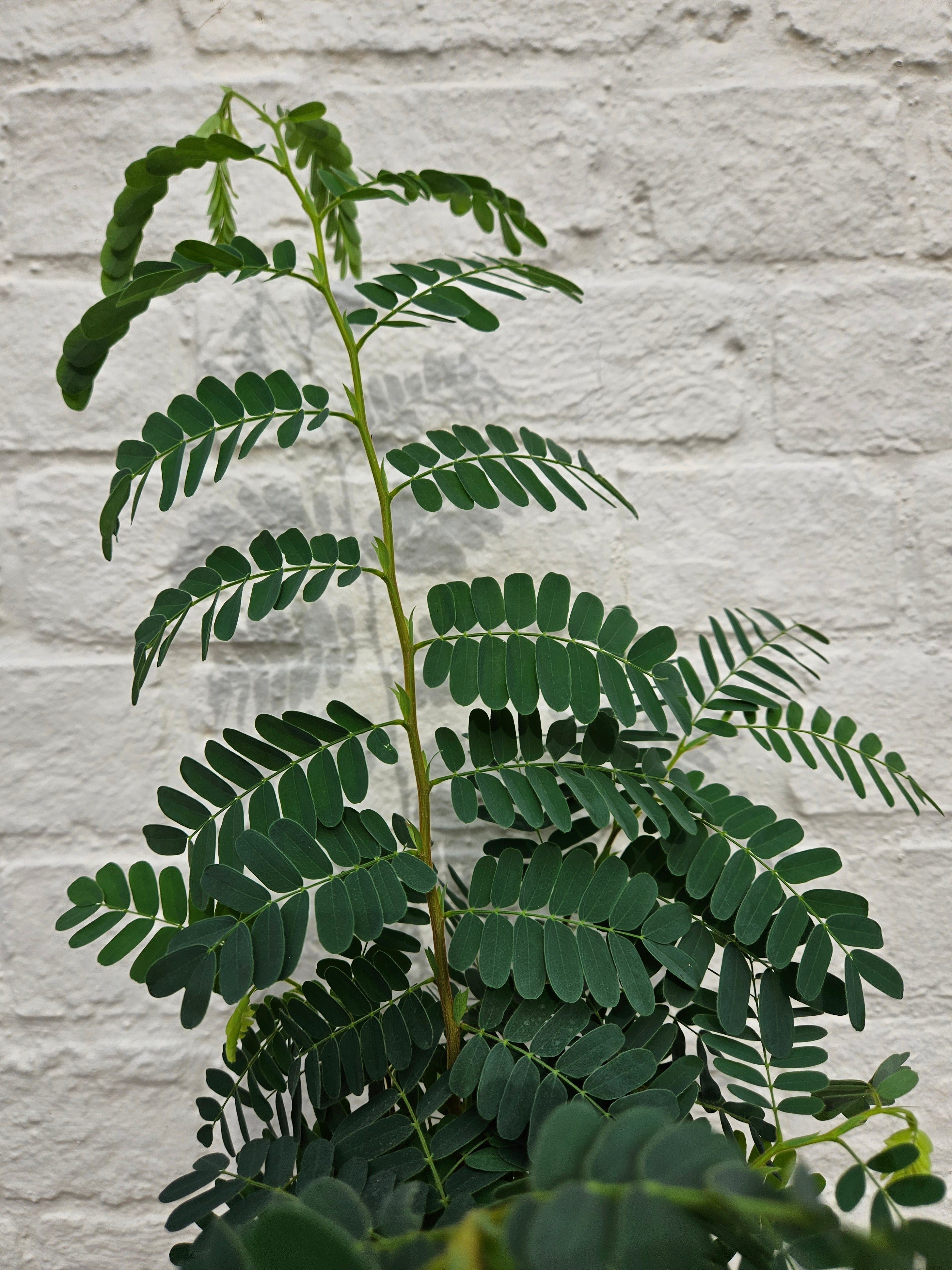 Tamarindus indica (Tamarind)