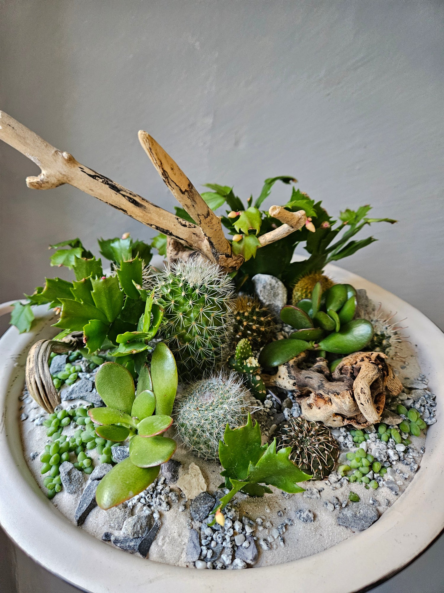 Open Terrarium Planted metal bowl with handles