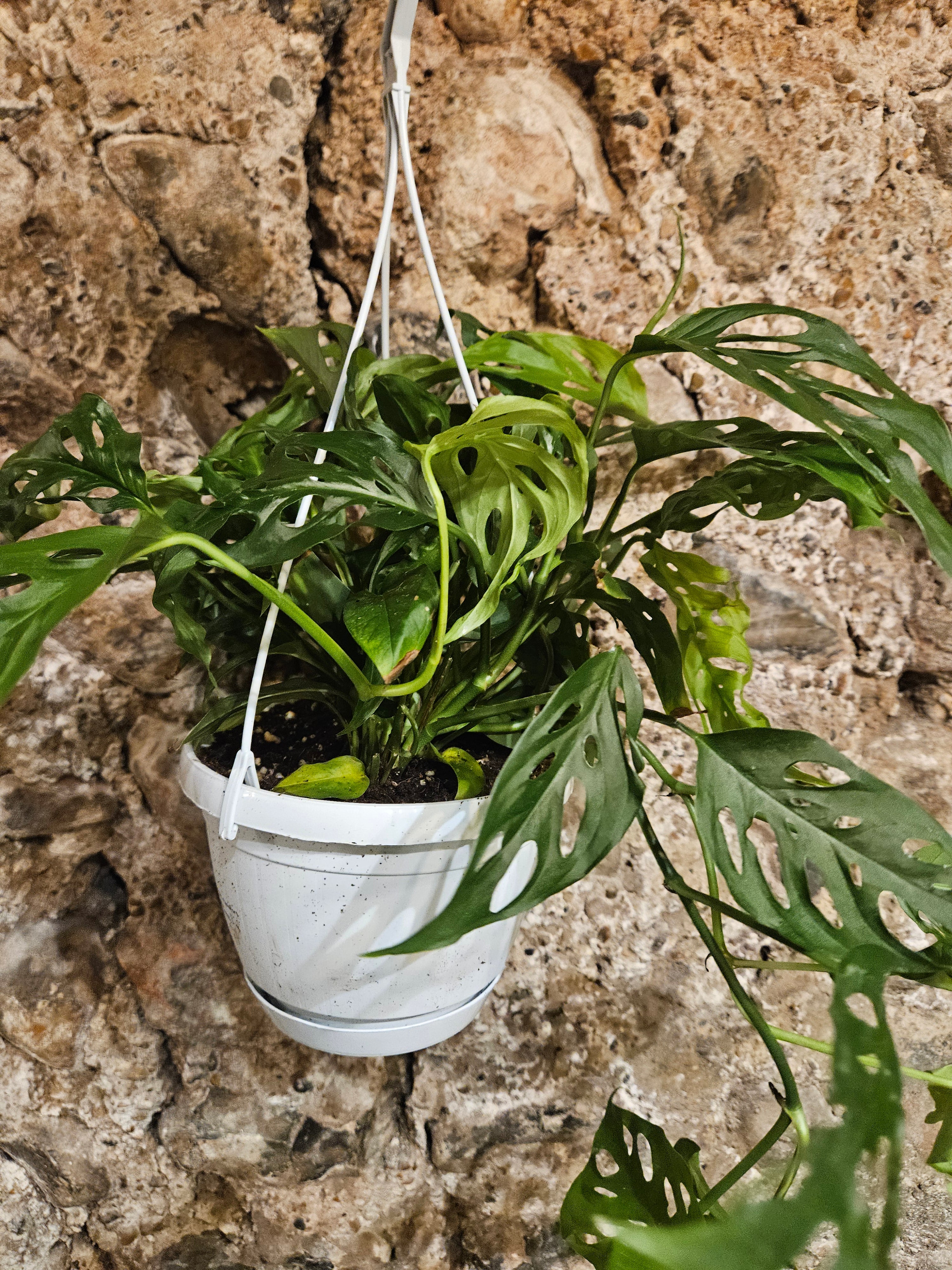 Monstera adansonii &