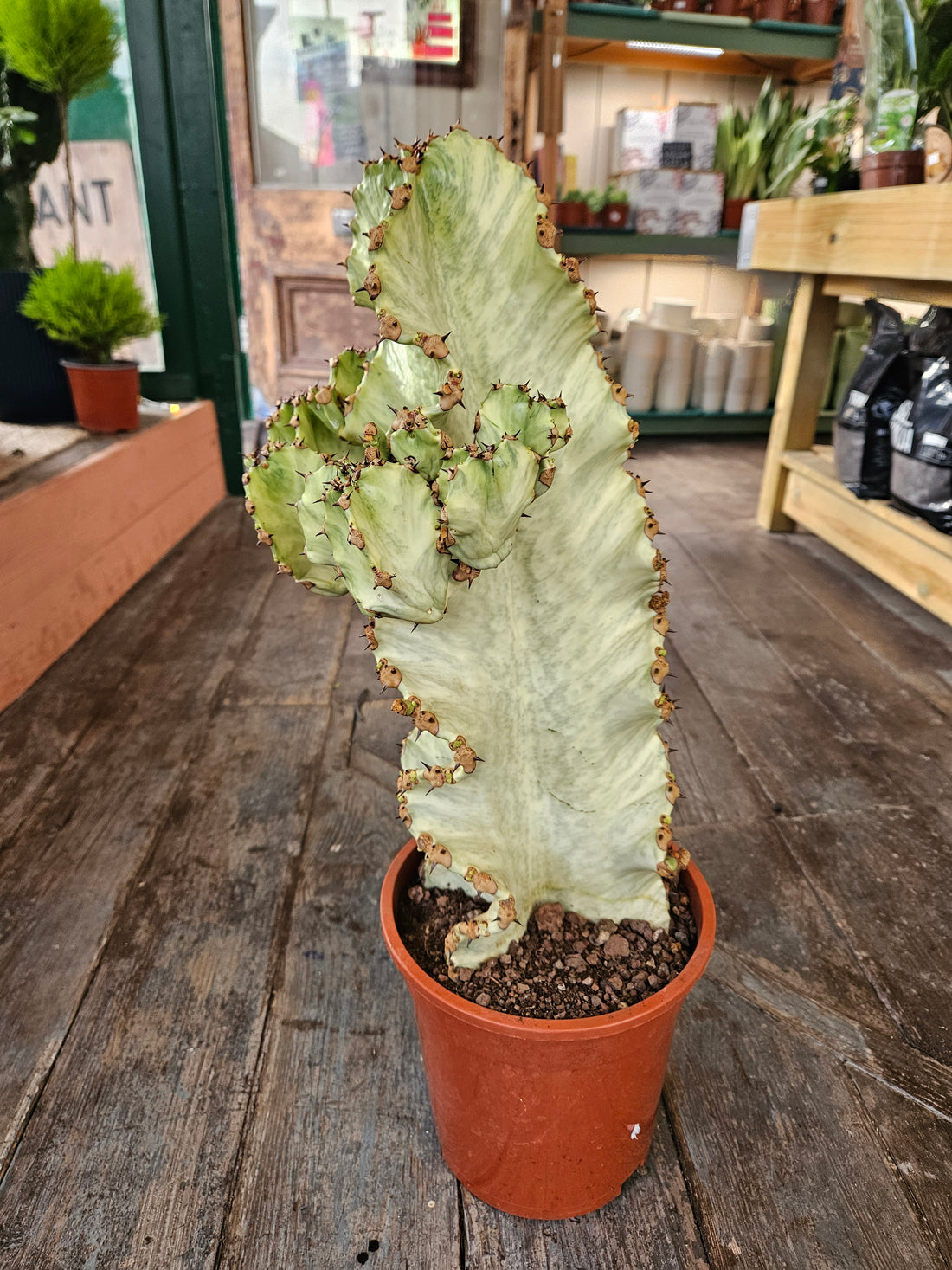 Euphorbia ingens marmorata (Marbled Candelabra Tree)