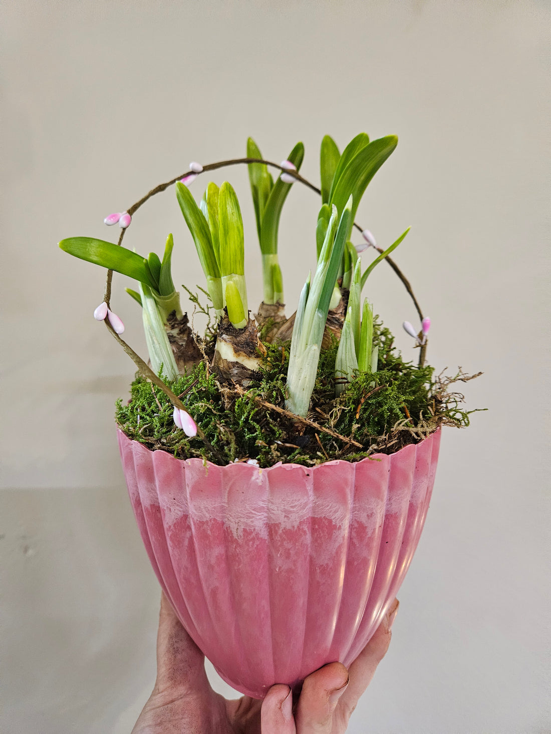 Spring bulb planter - cute valentines gift