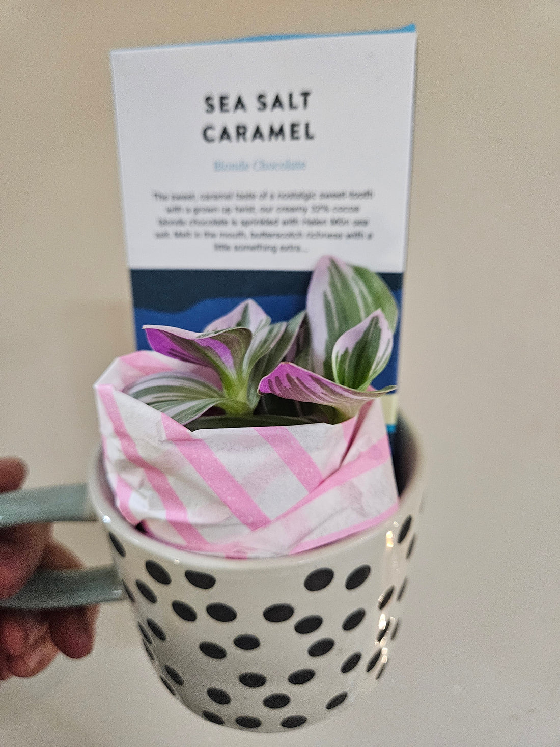 Valentines plant, mug and chocolate bundle