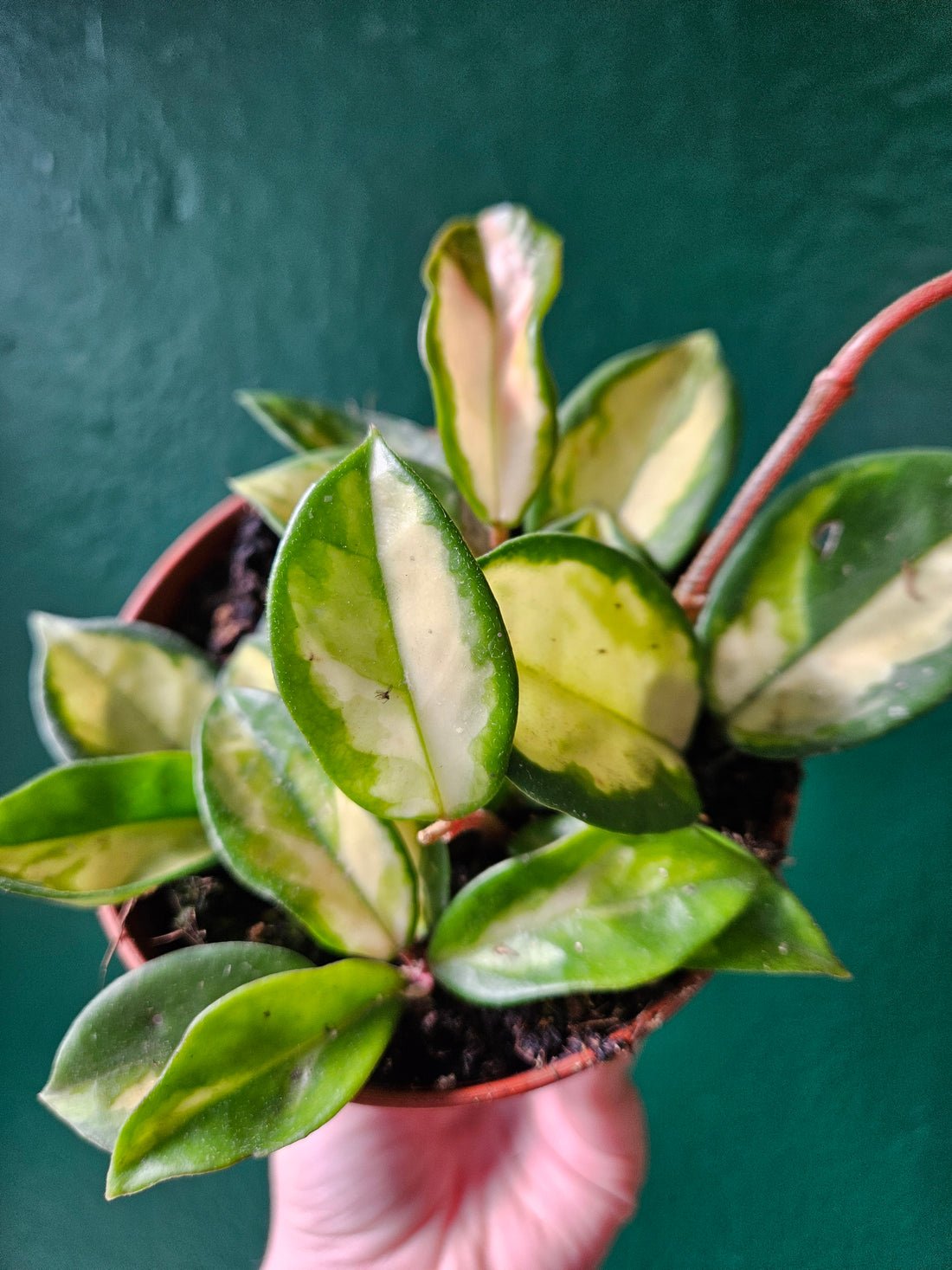 Hoya carnosa &