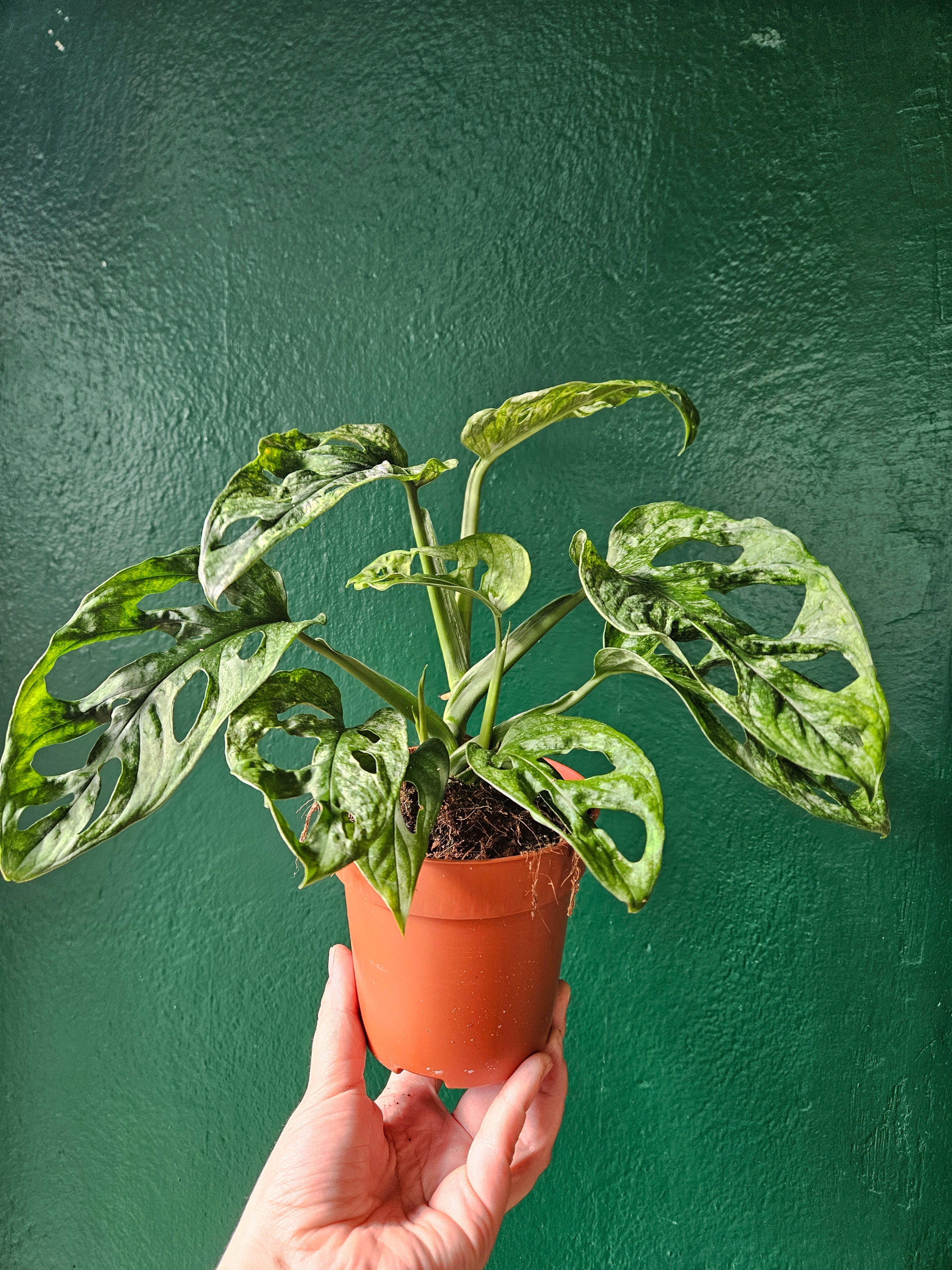 Monstera adansonii &