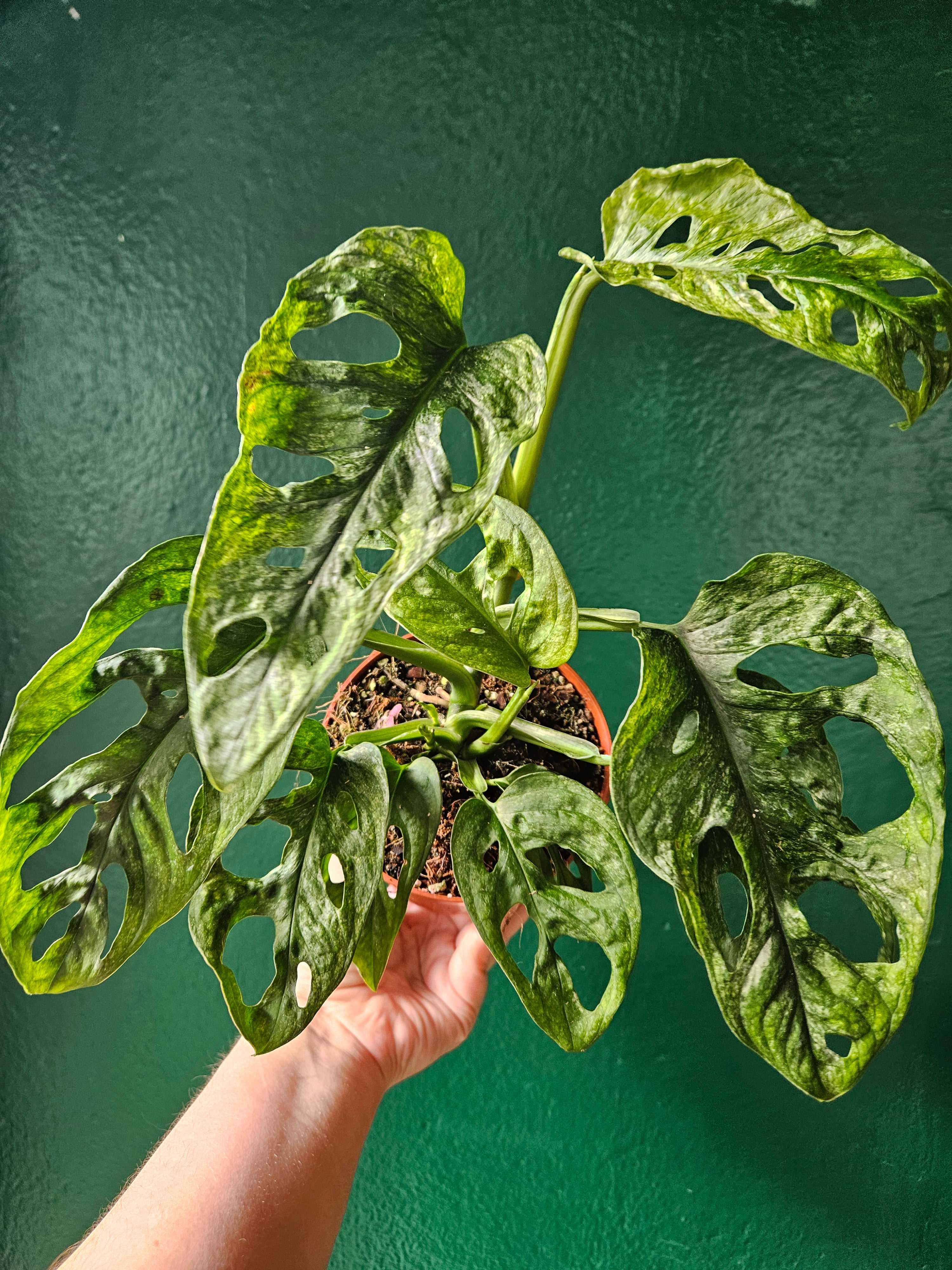 Monstera adansonii &