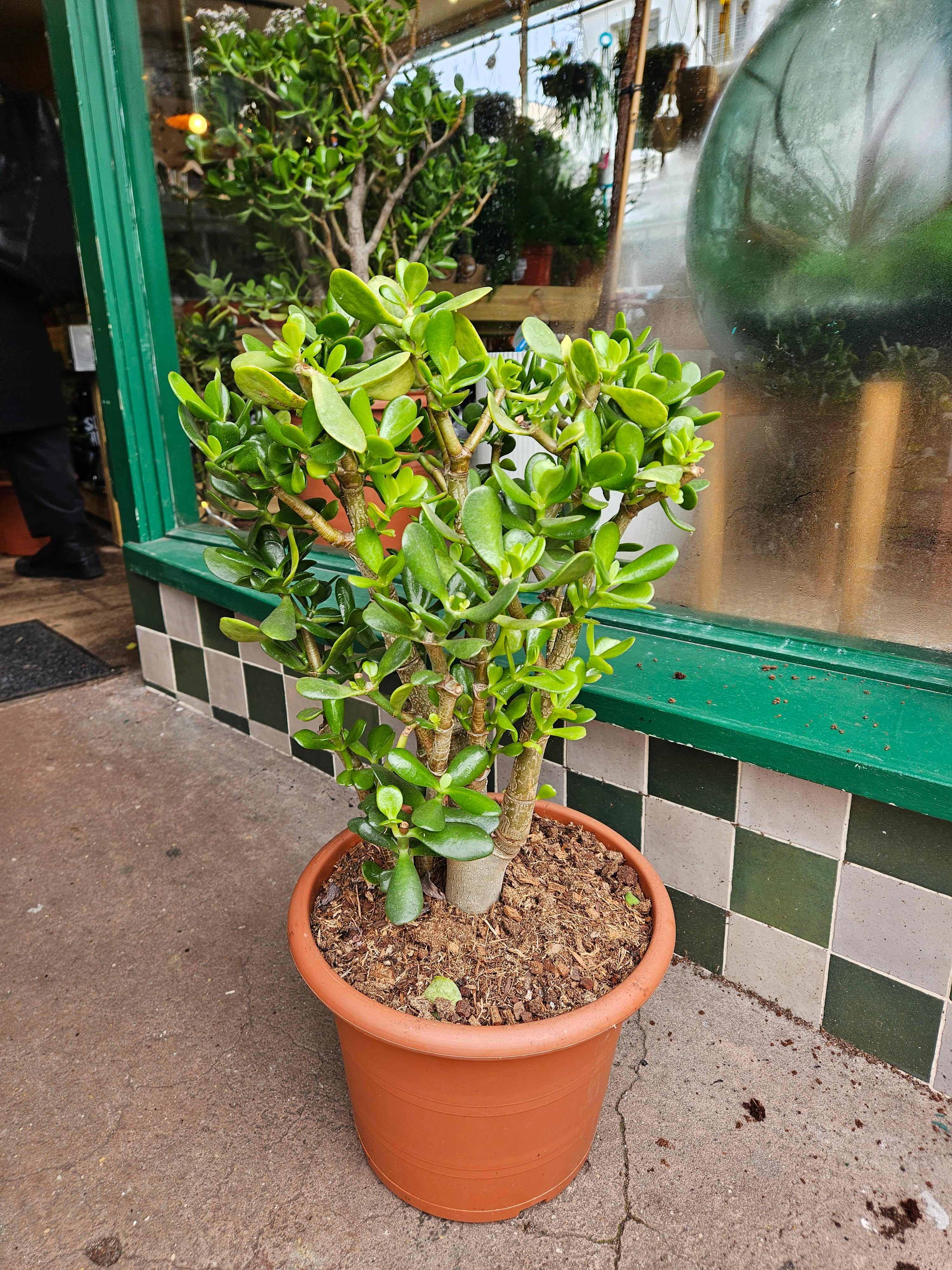 Crassula ovata (Jade plant)