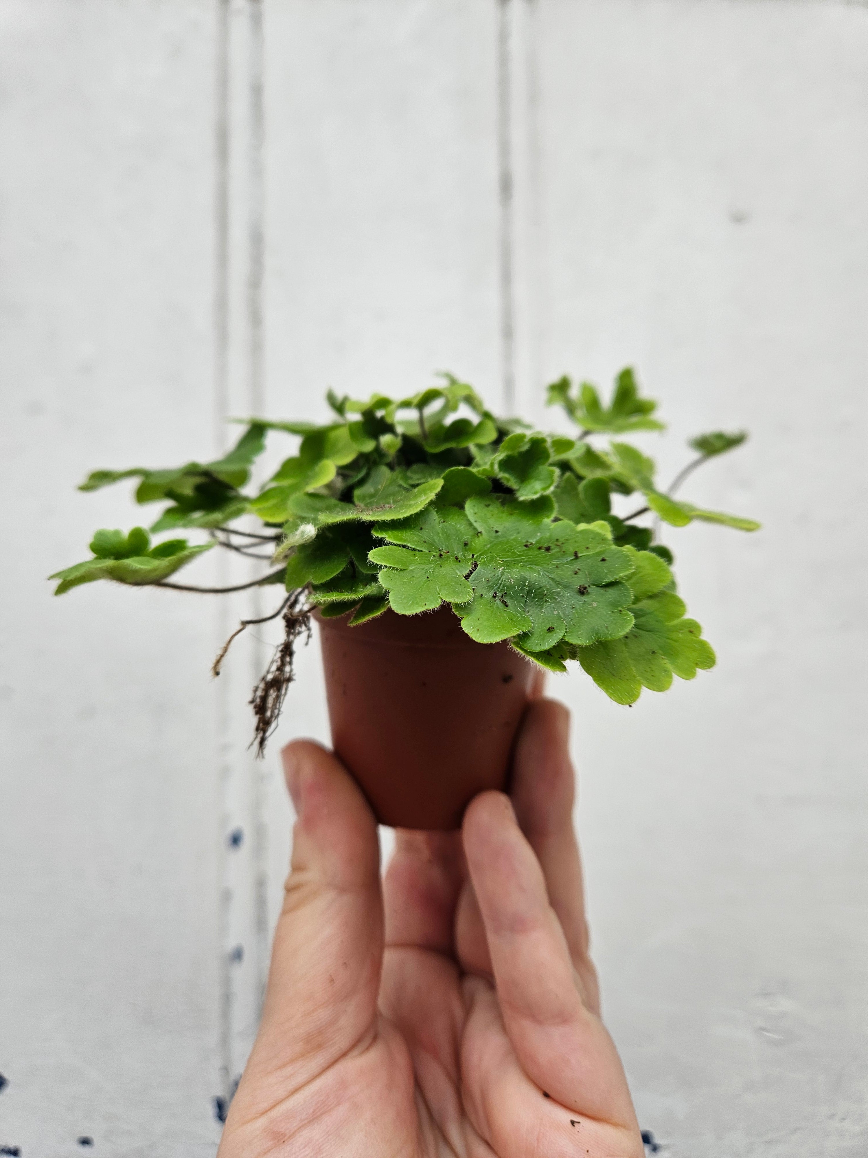 Doryopteris cordata (Antler Fern)