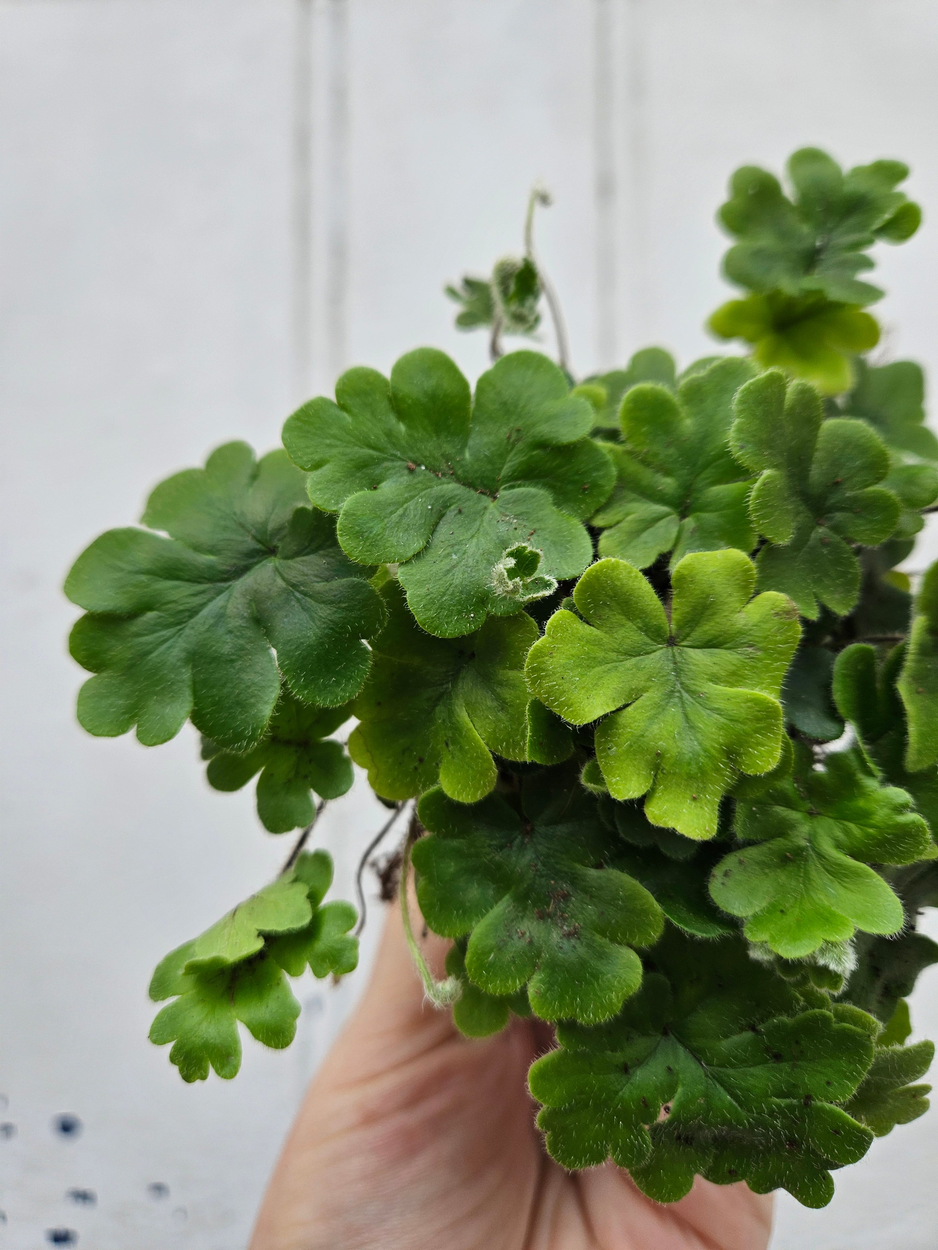 Doryopteris cordata (Antler Fern)