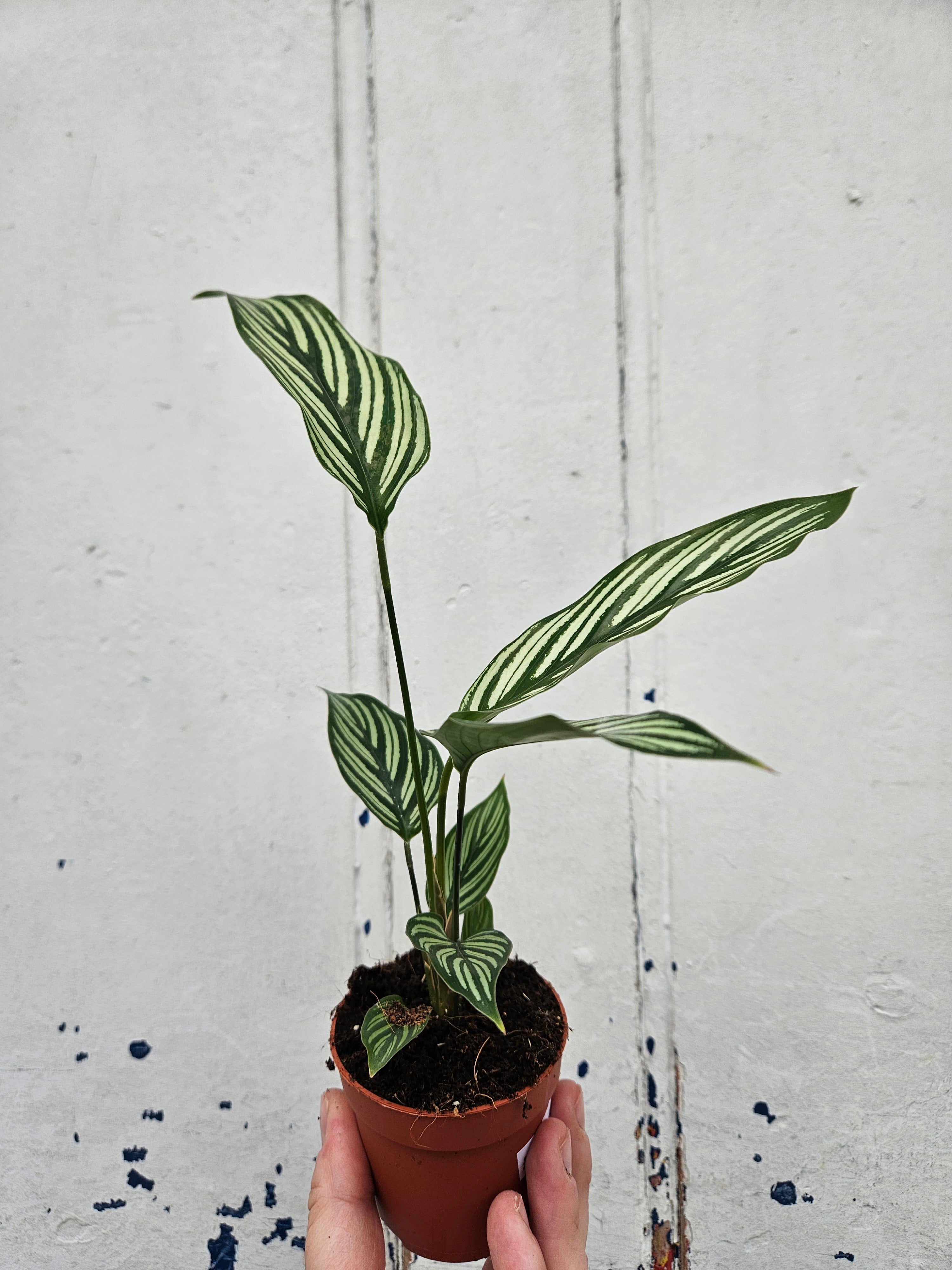 Calathea Vittata (Prayer Plant)