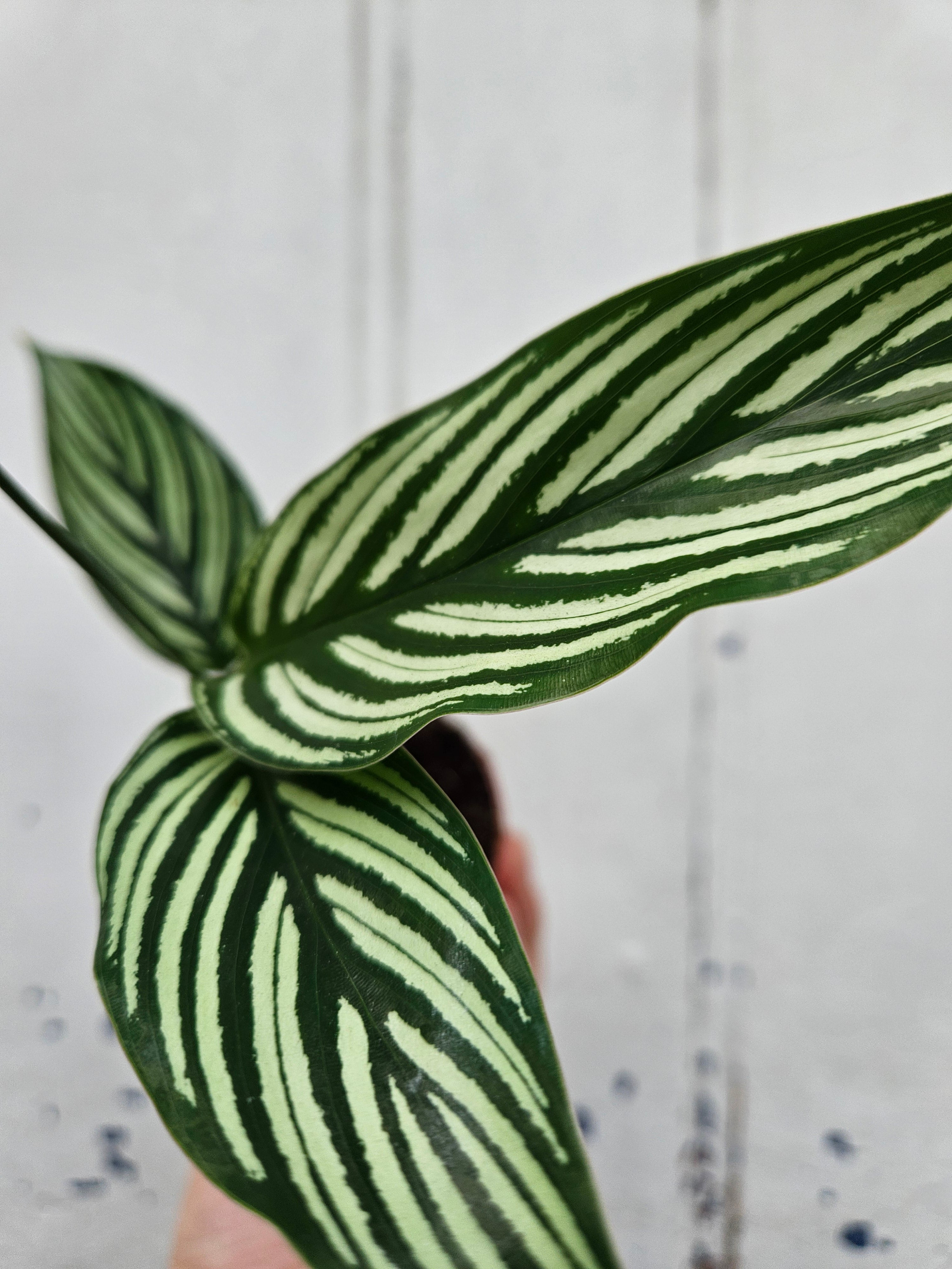 Calathea Vittata (Prayer Plant)