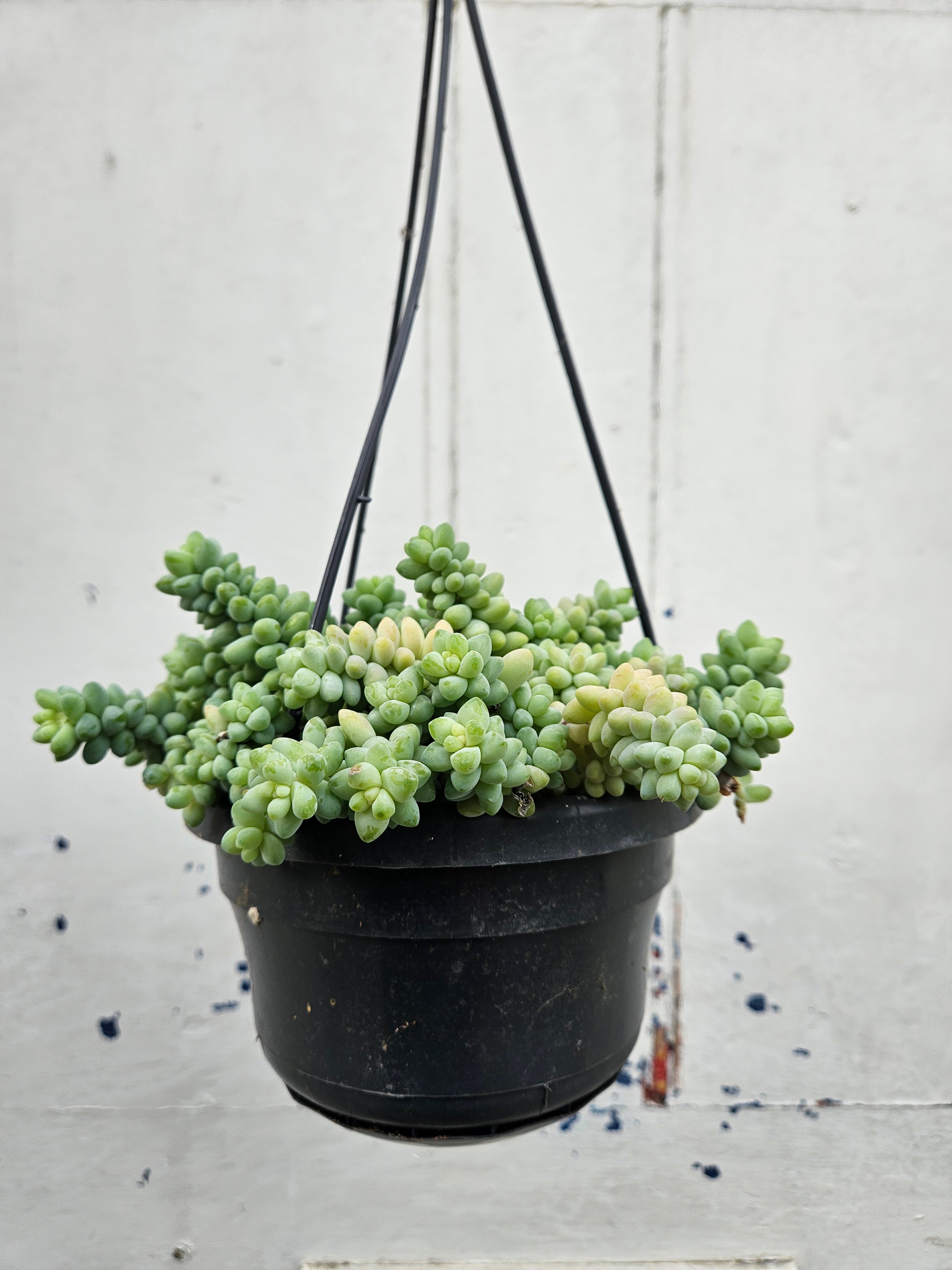 Sedum morganianum &
