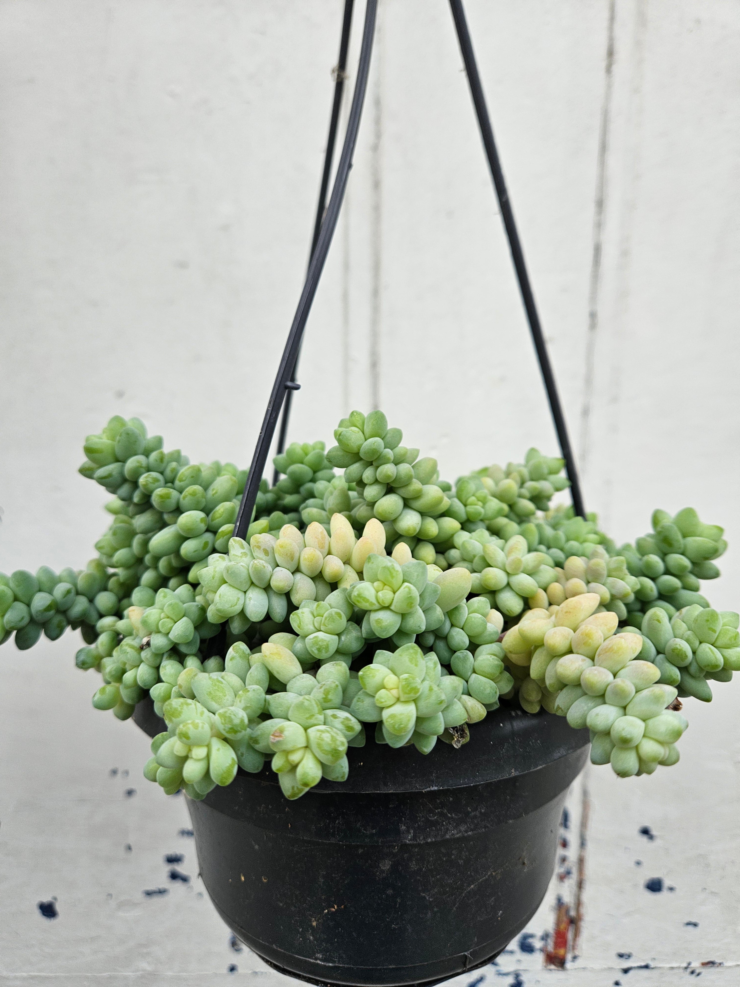 Sedum morganianum &