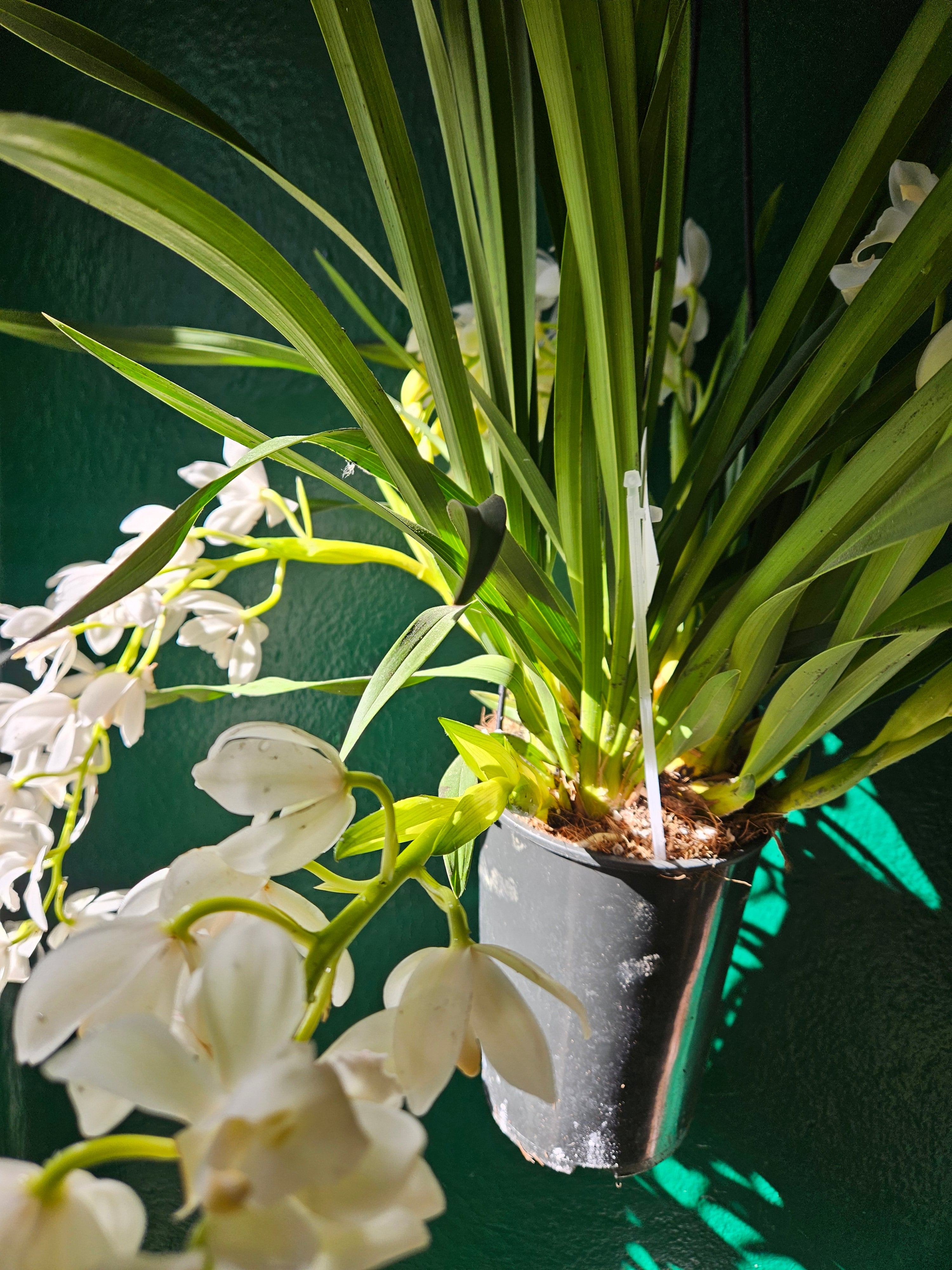 Cymbidium &