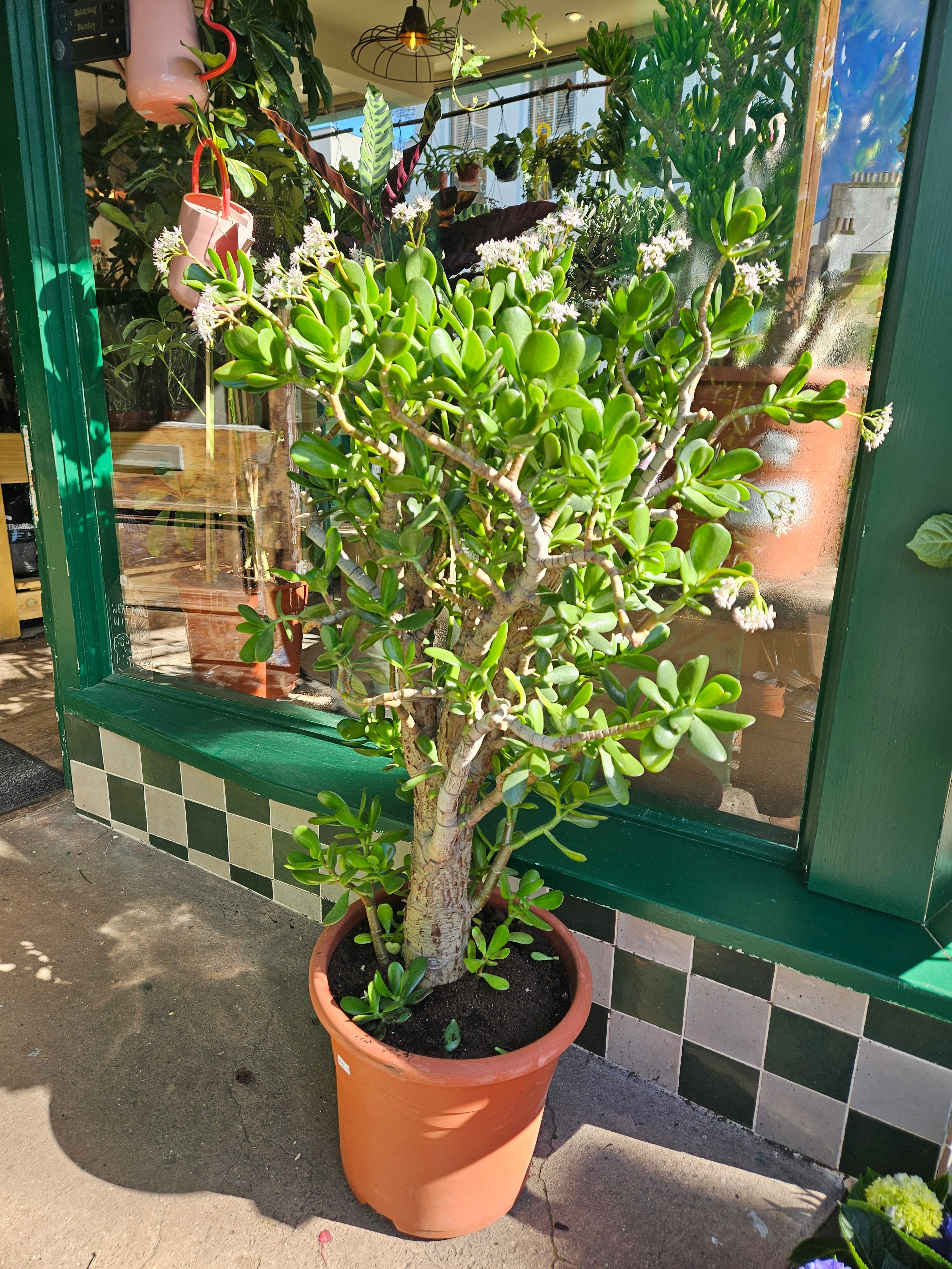 Crassula ovata (Jade plant)