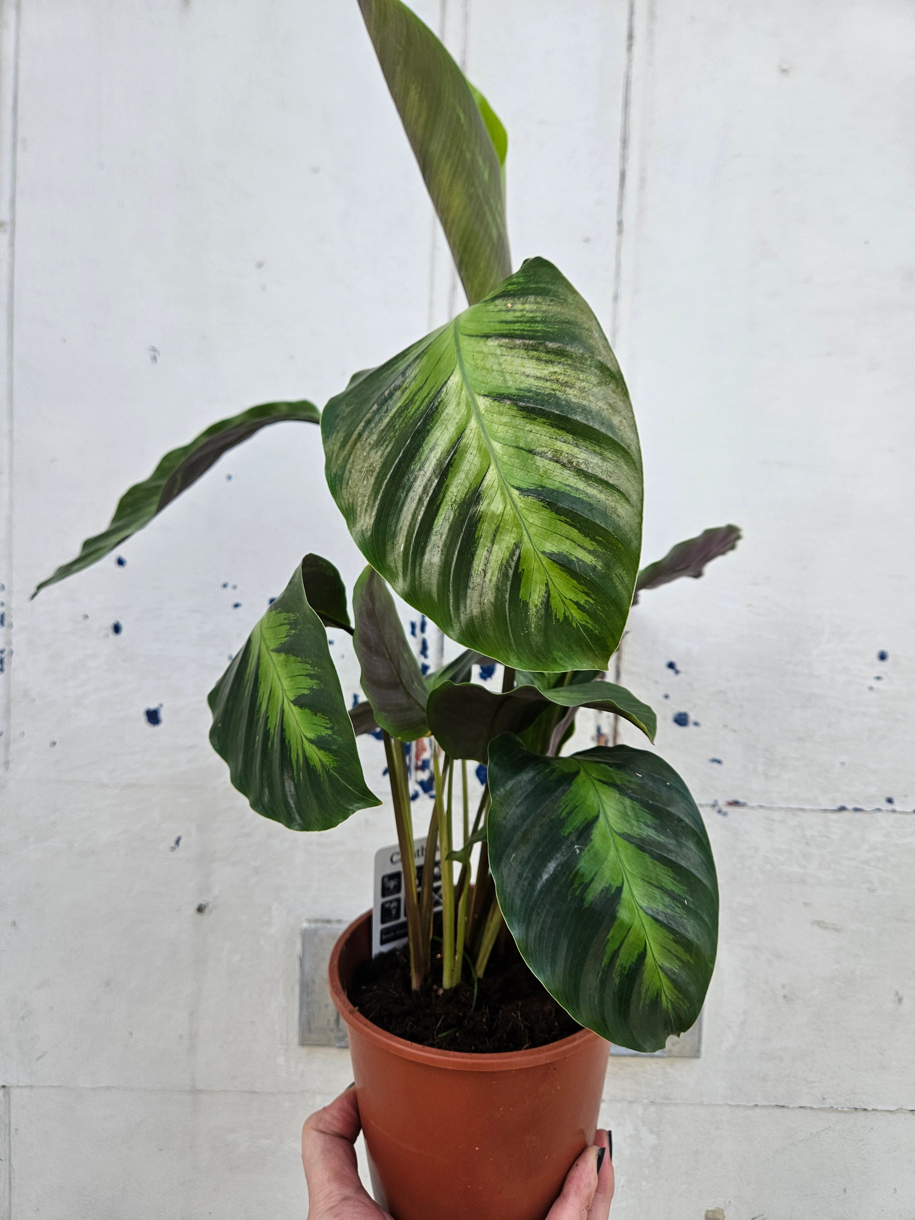 Calathea albertii (Emerald Feather Prayer Plant)