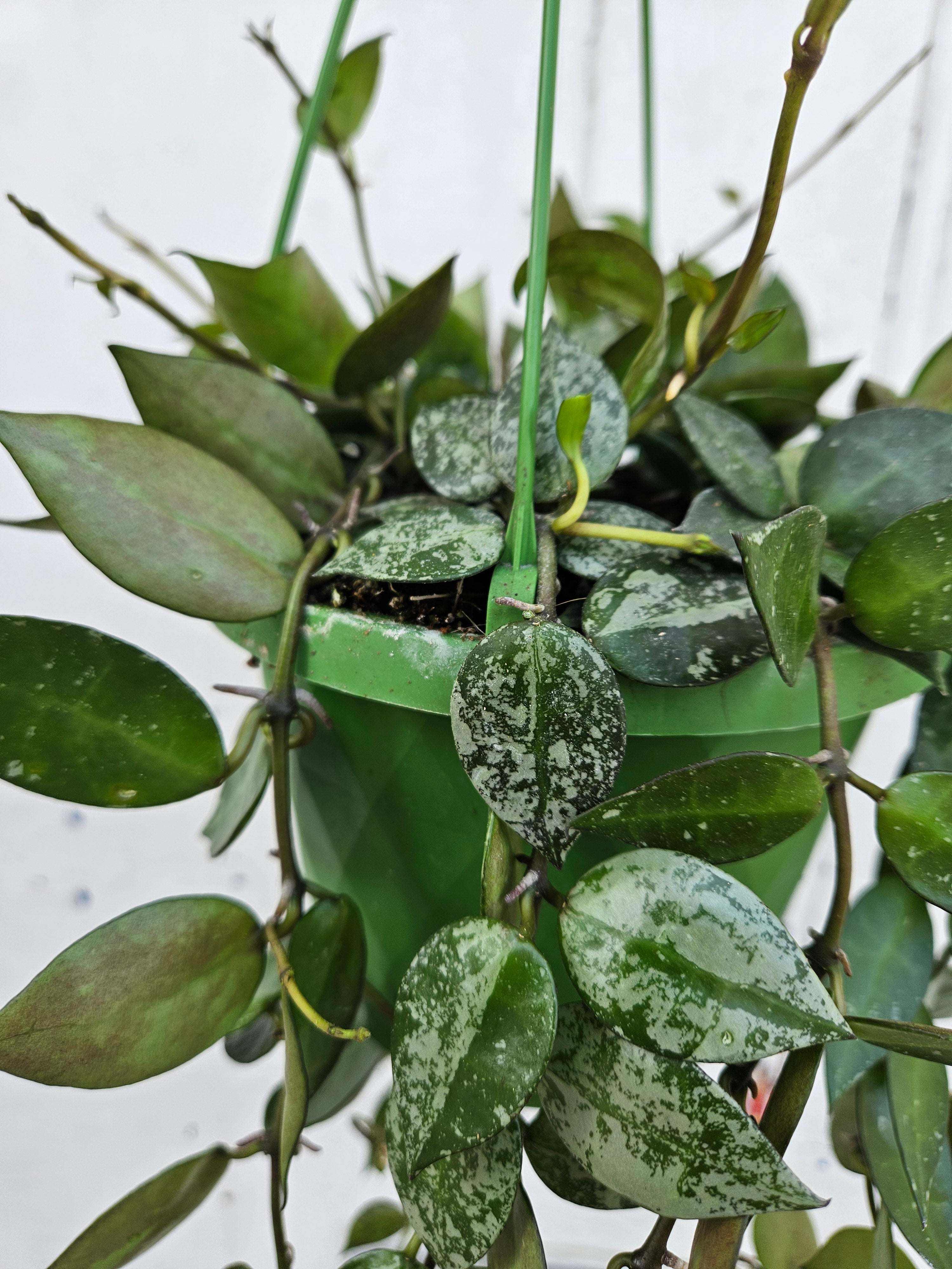 Hoya krohniana &