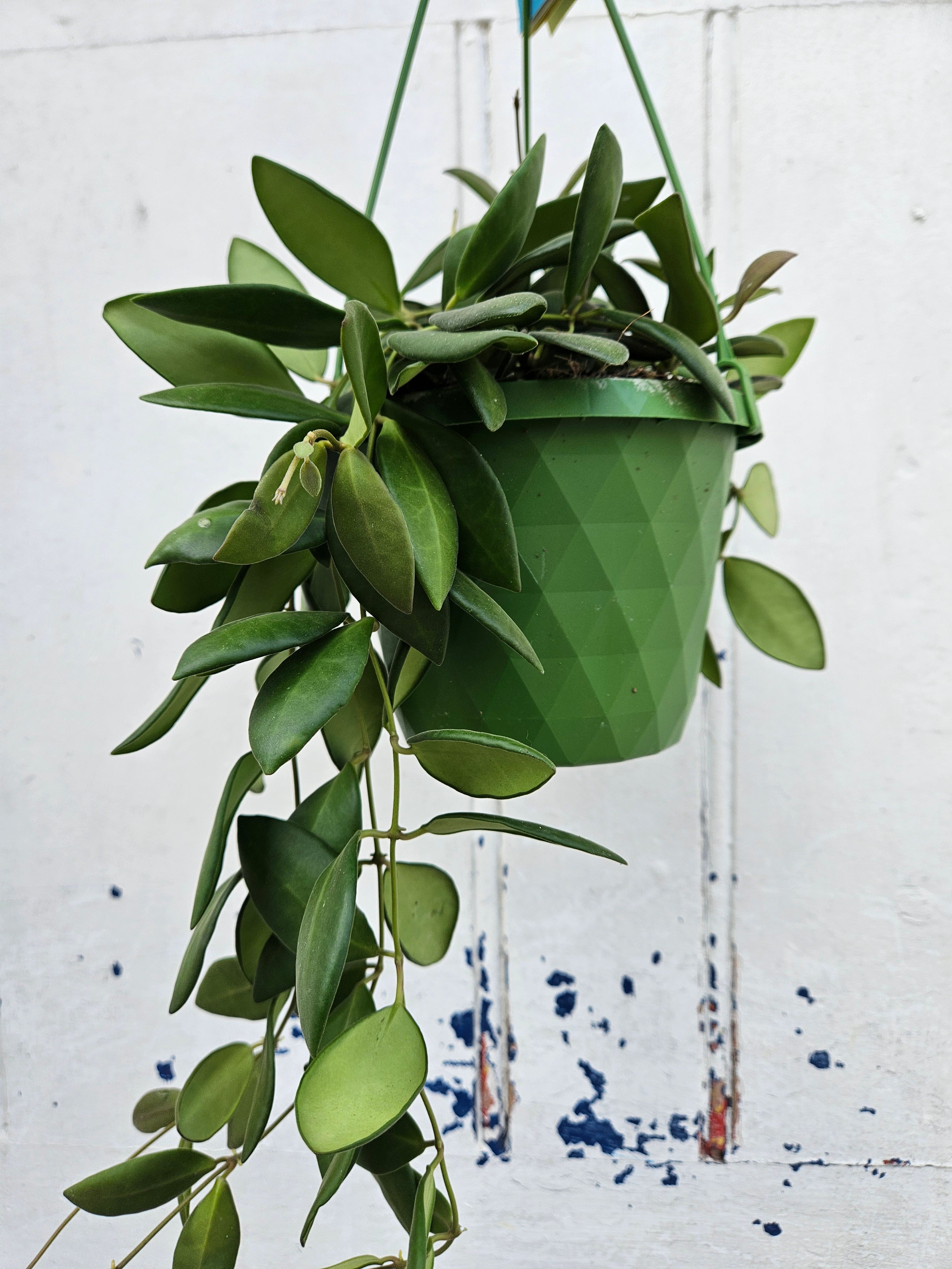 Hoya Burtoniae &