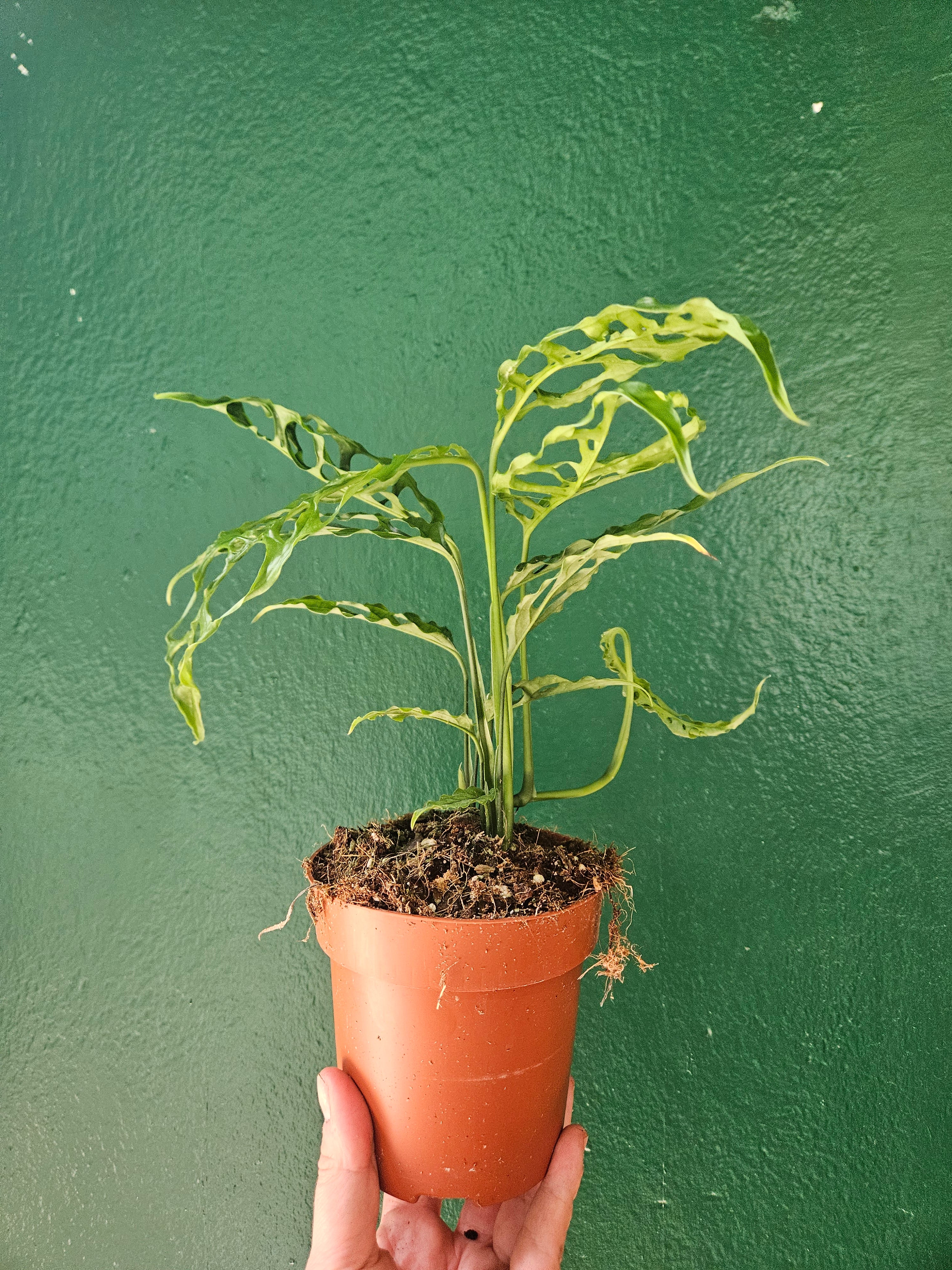 Monstera obliqua &