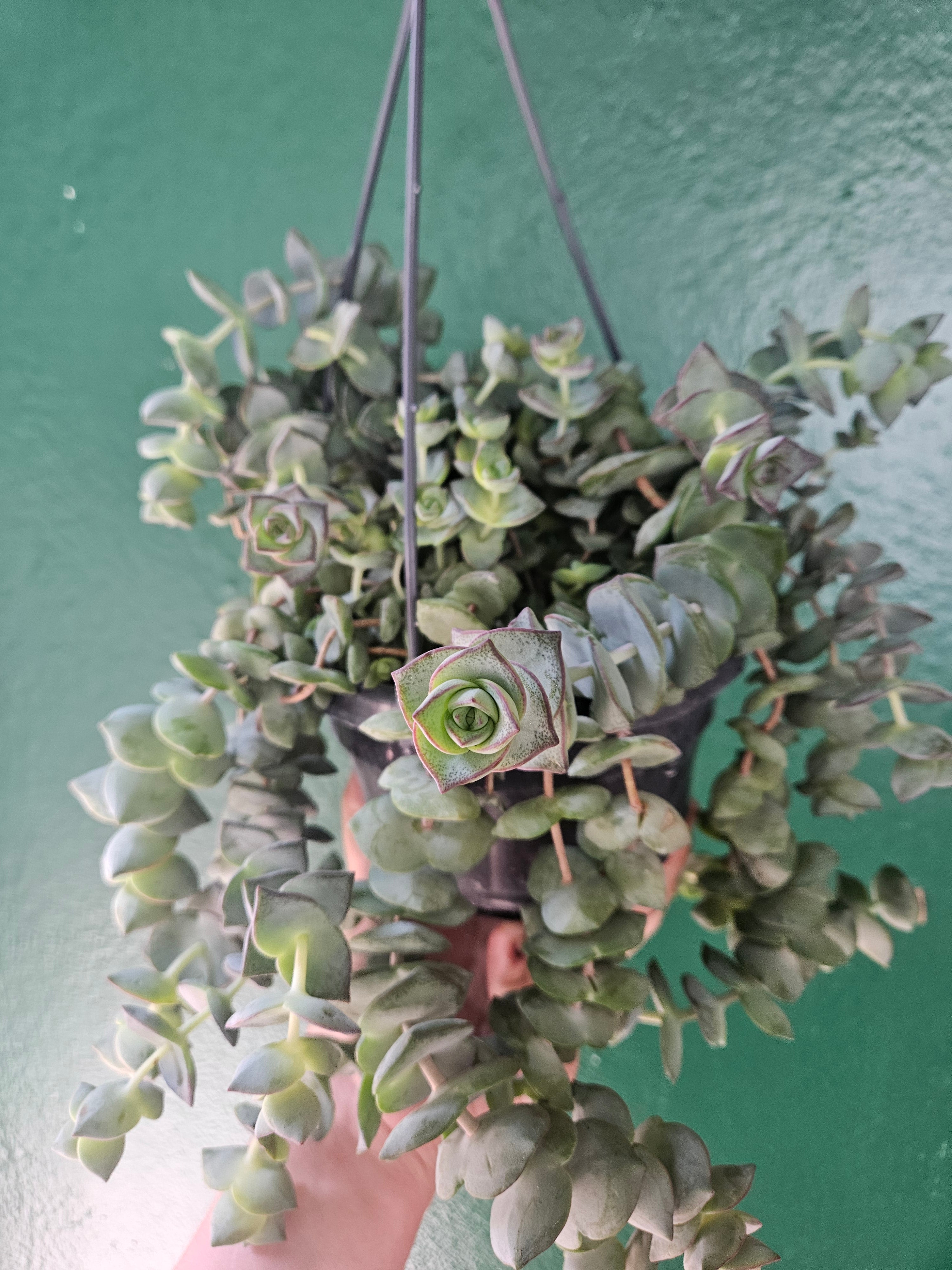 Crassula perforata (String of Buttons)