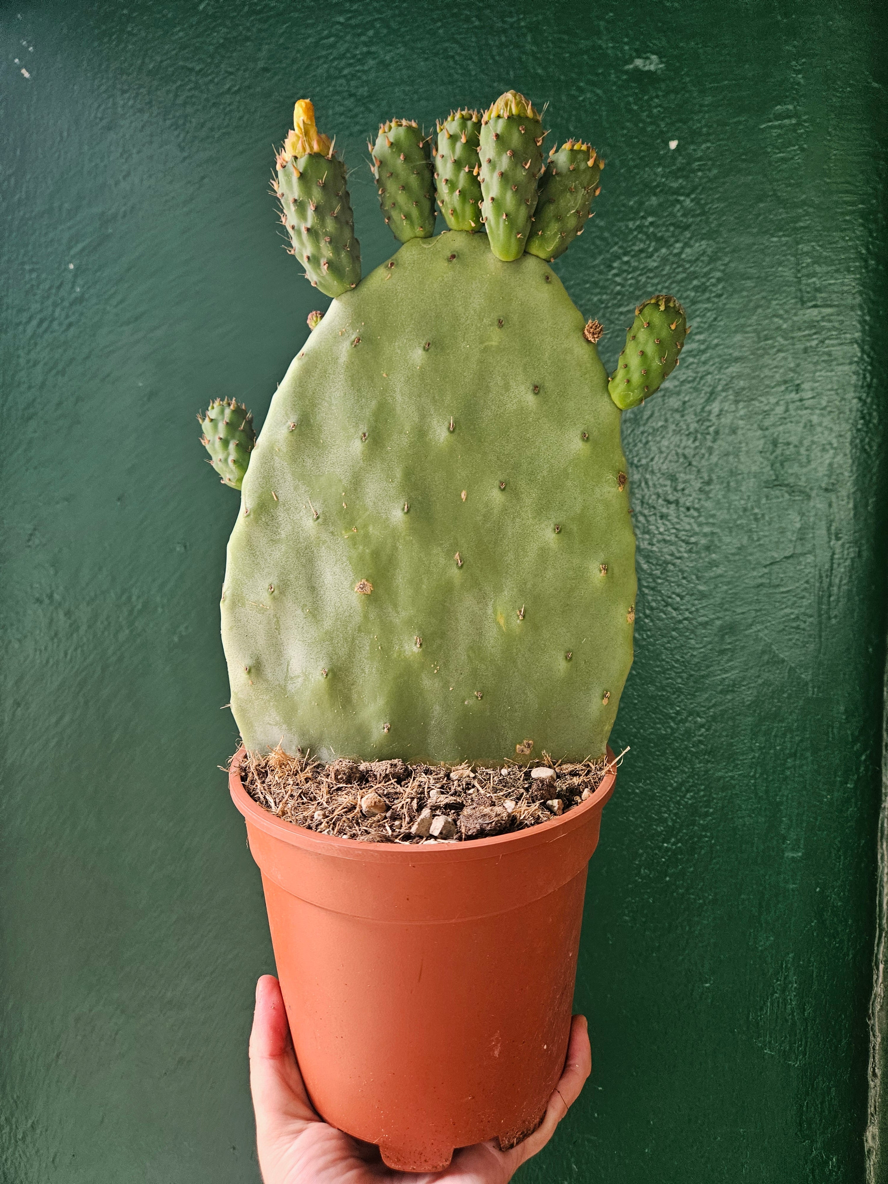 Opuntia ficus indica (Prickly pear)