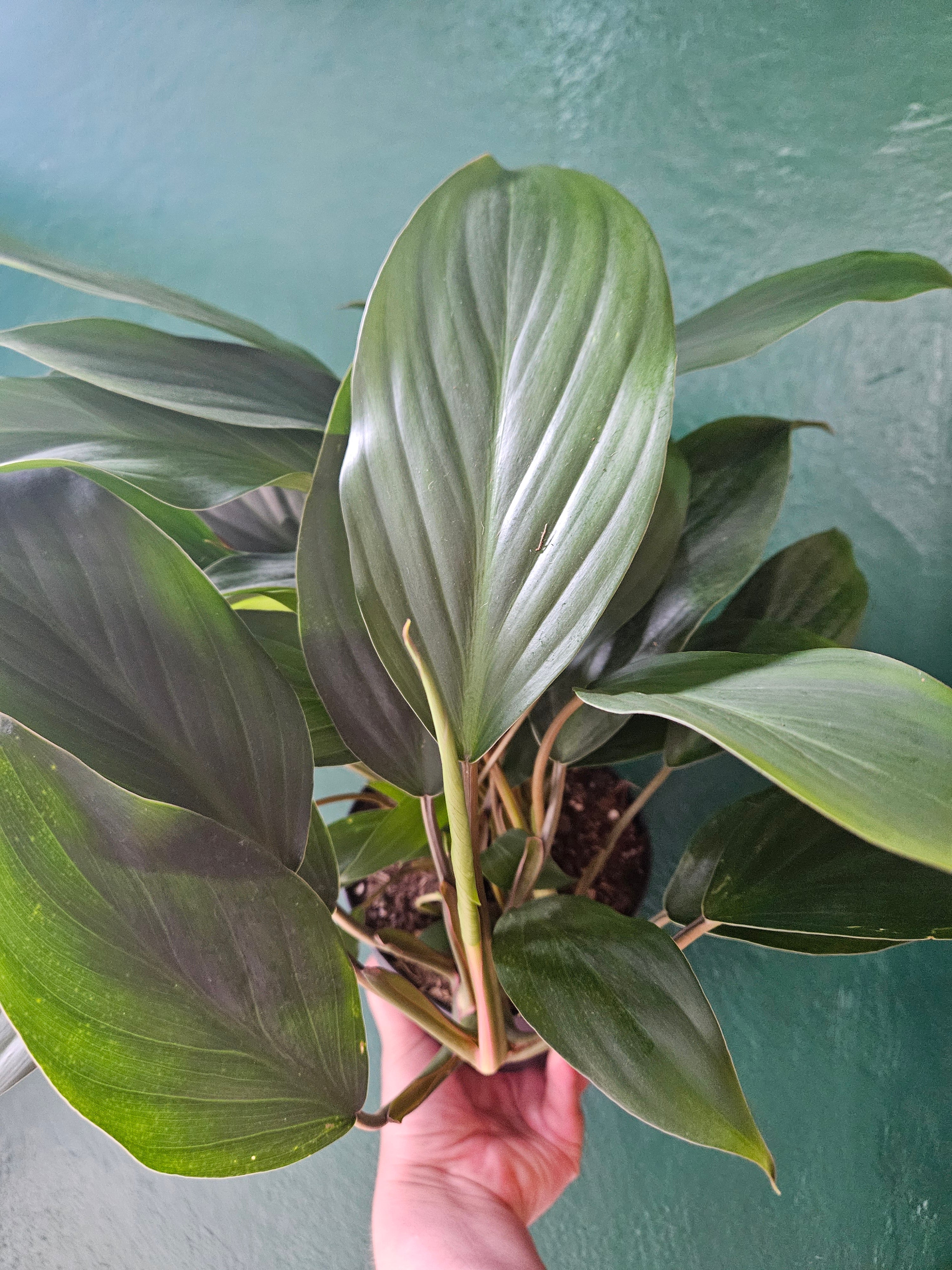 Homalomena Rubescens &